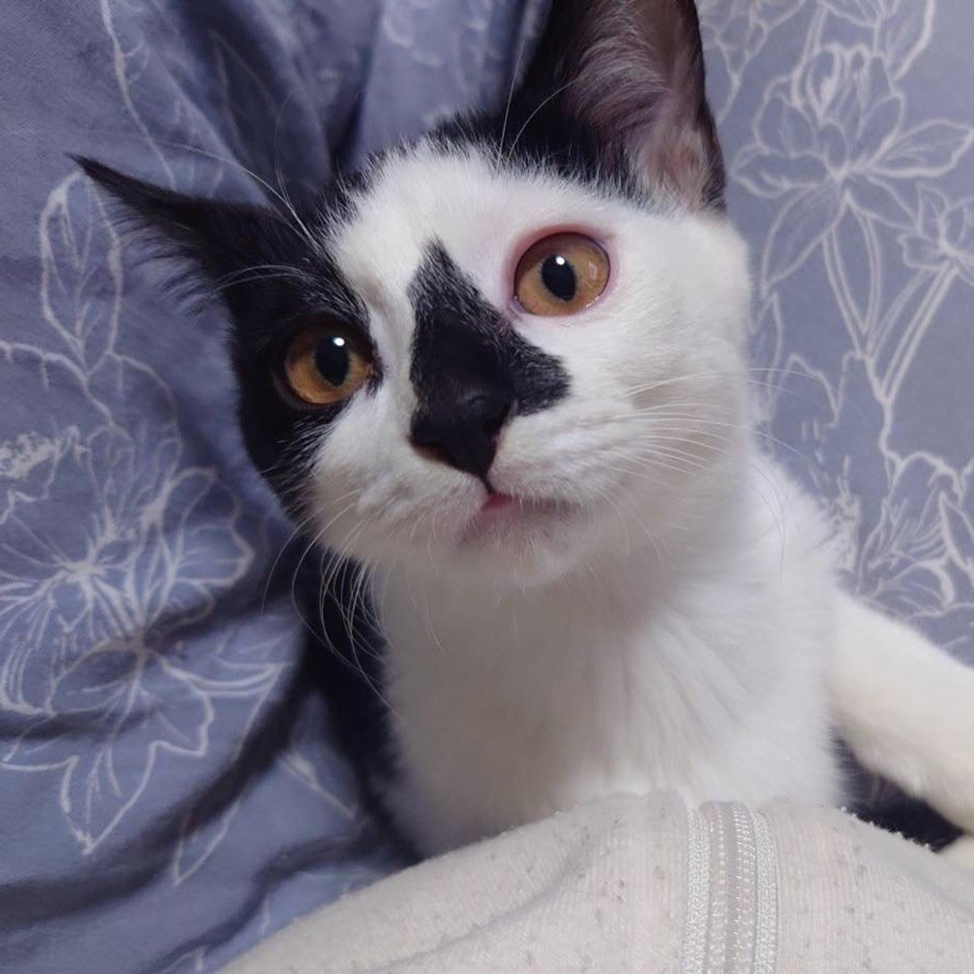 pet-image-3