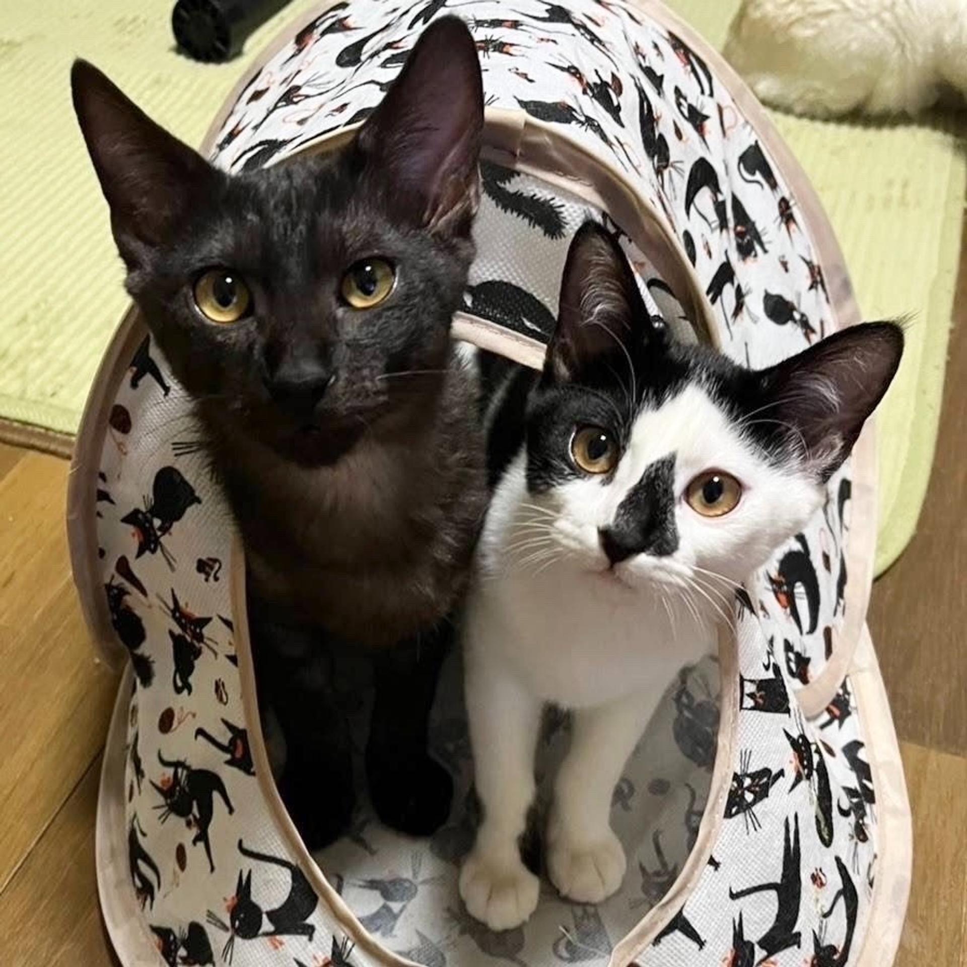 pet-image-4