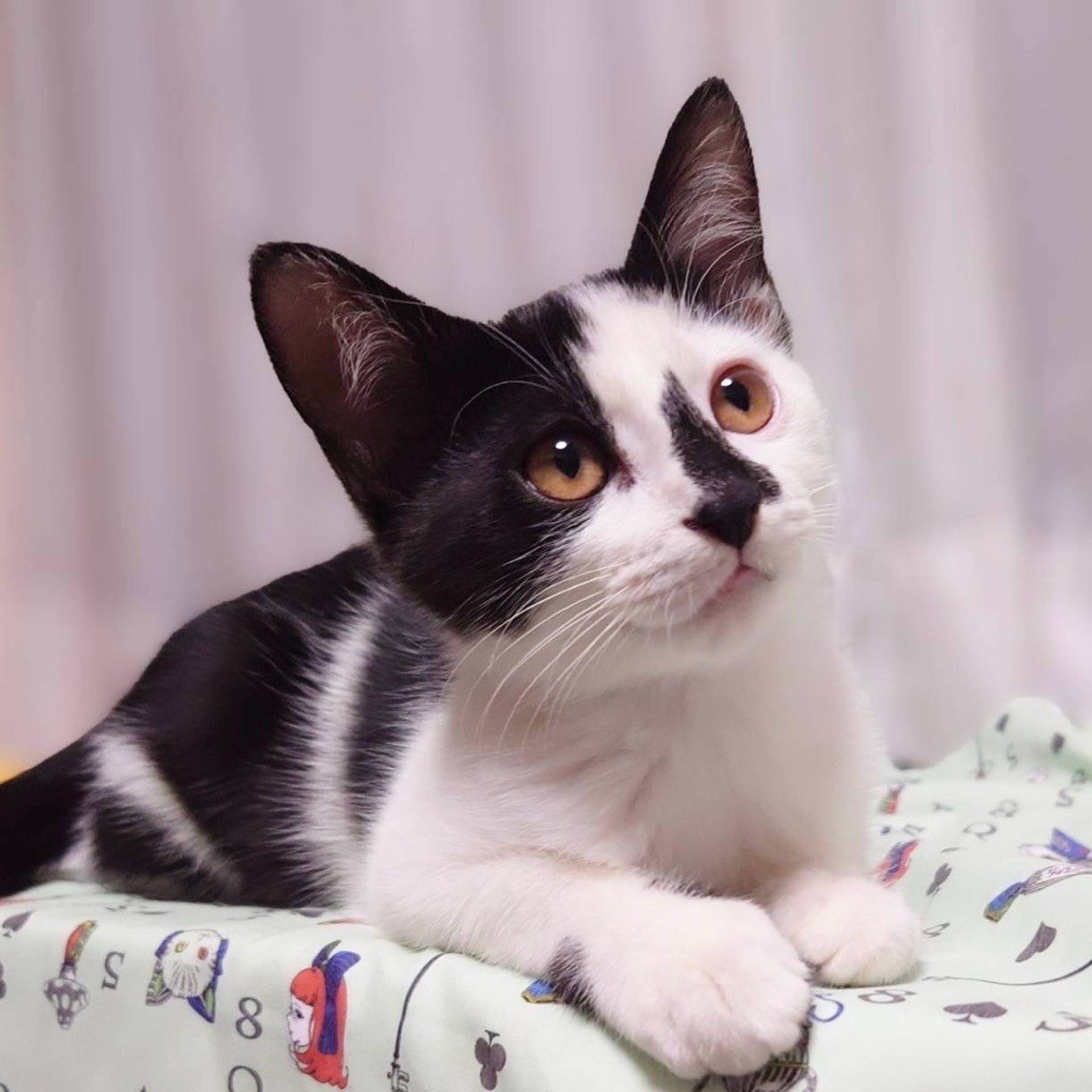 雑種（ミックス猫）・メスの里親募集の写真