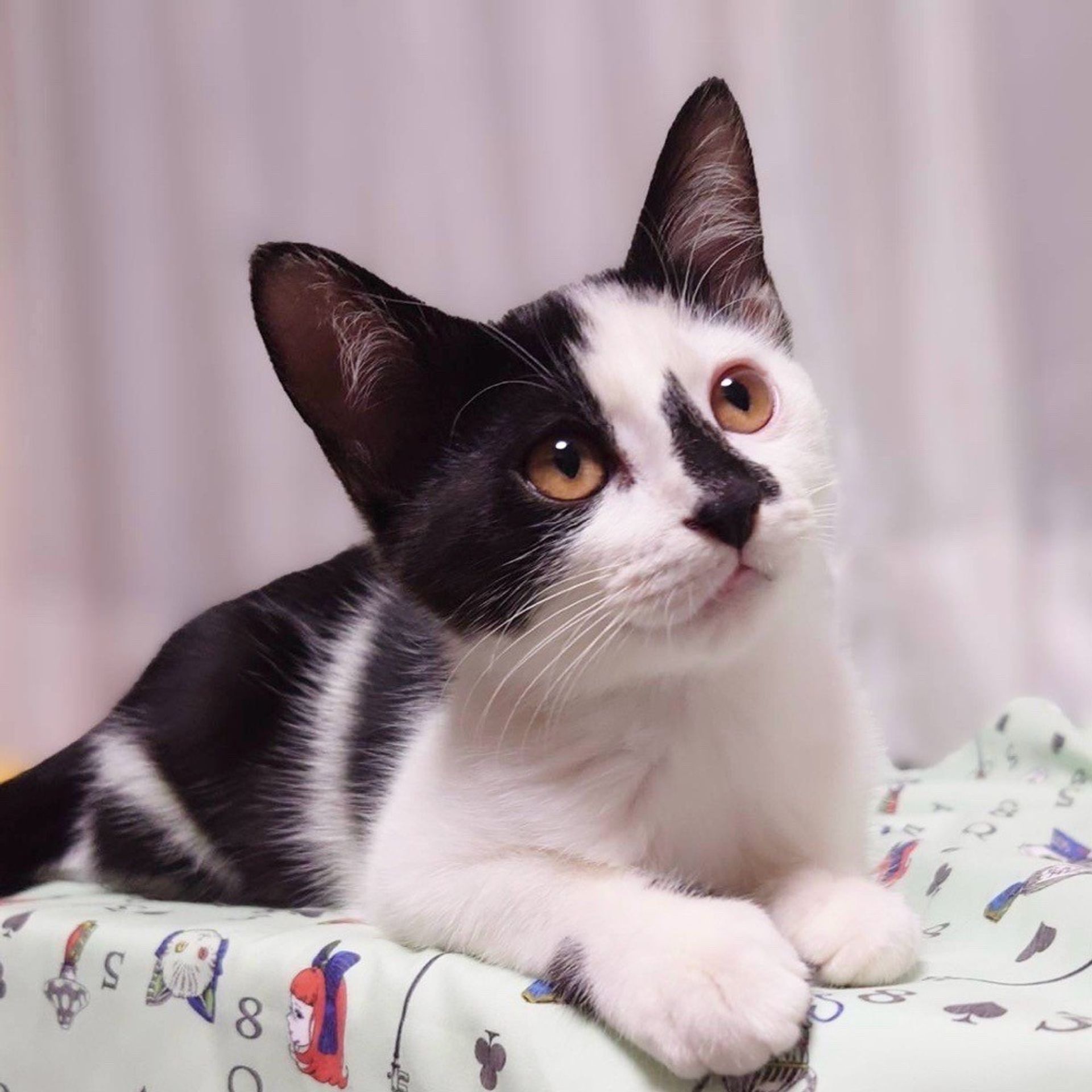 雑種（ミックス猫）・メスの里親募集の写真