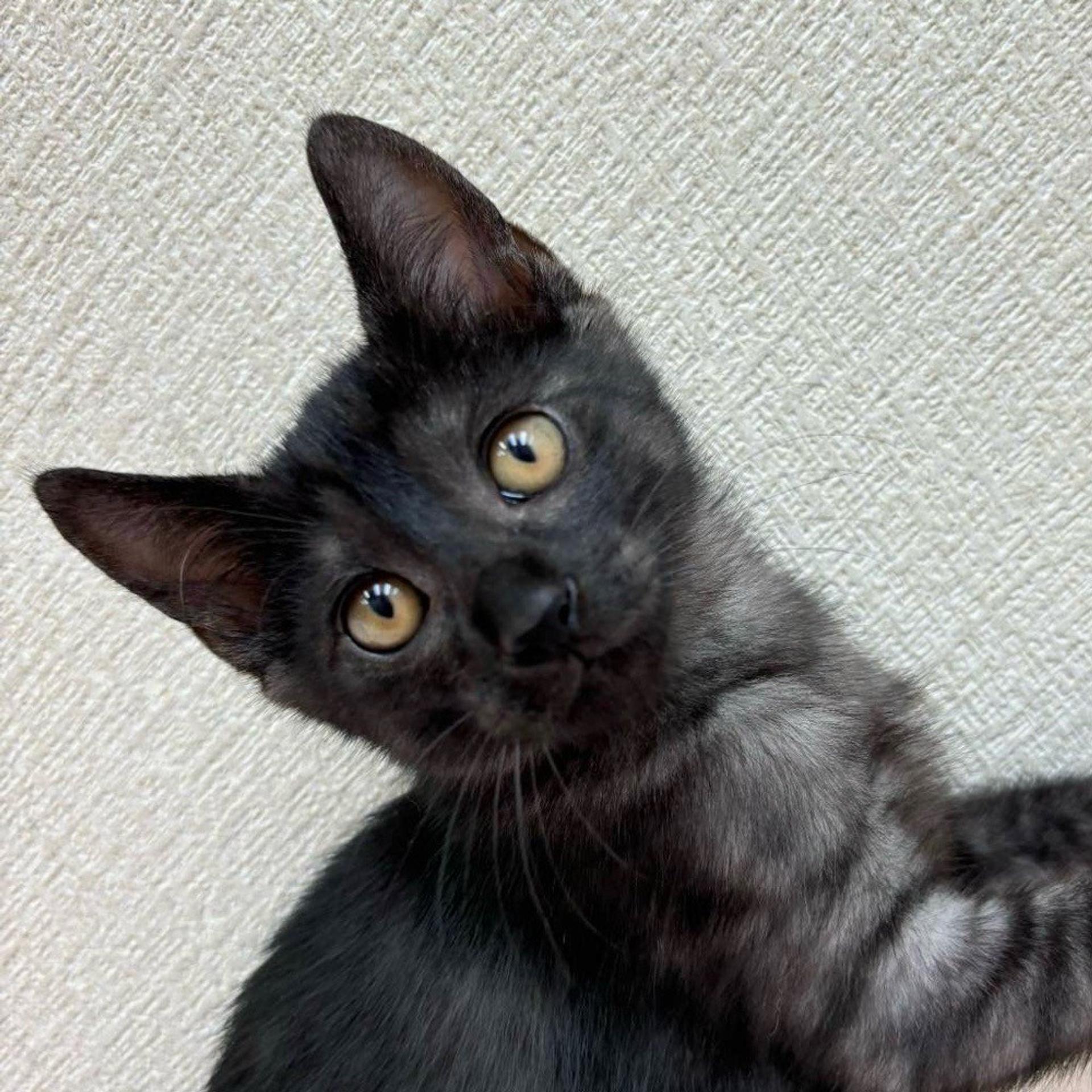pet-image-3