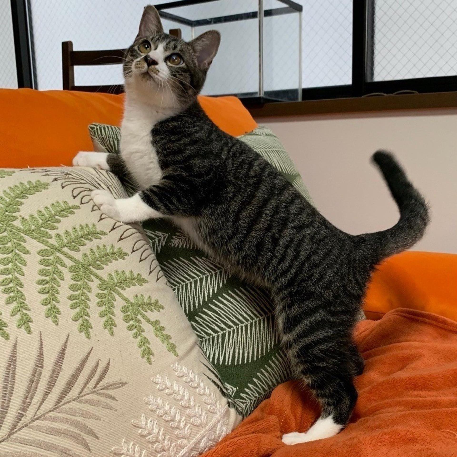 pet-image-3