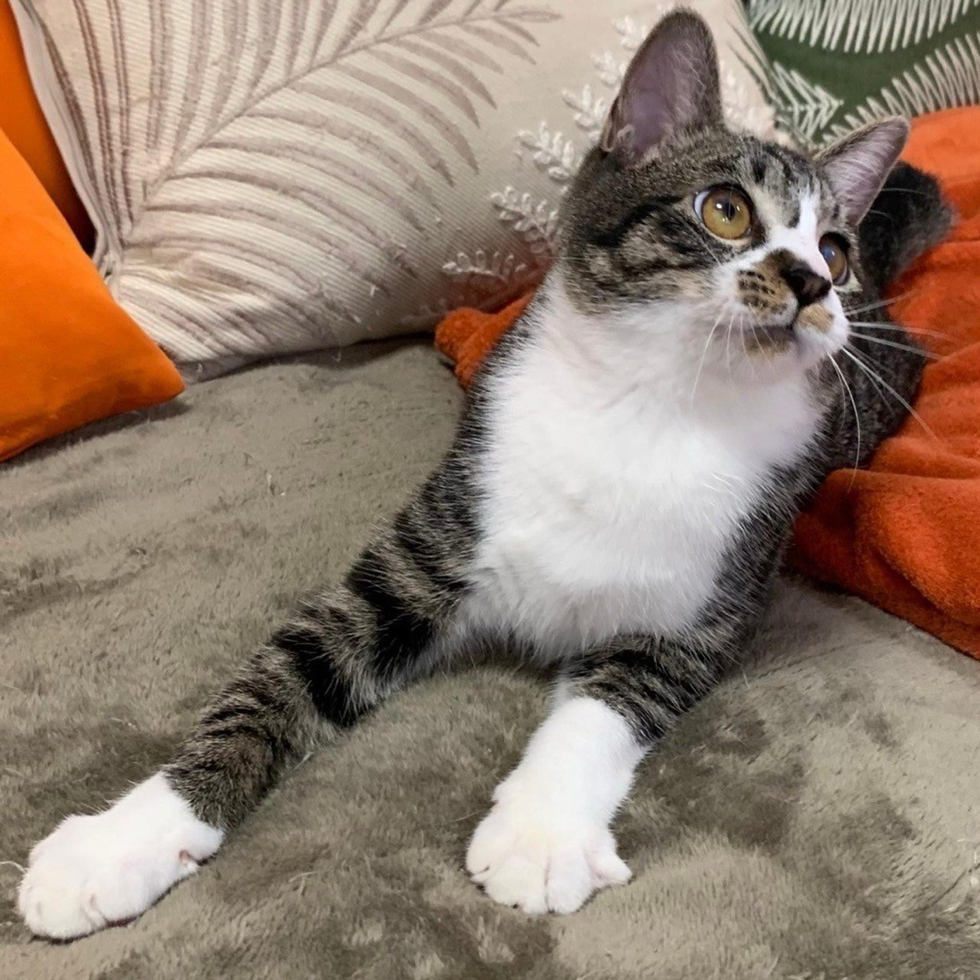 pet-image-5