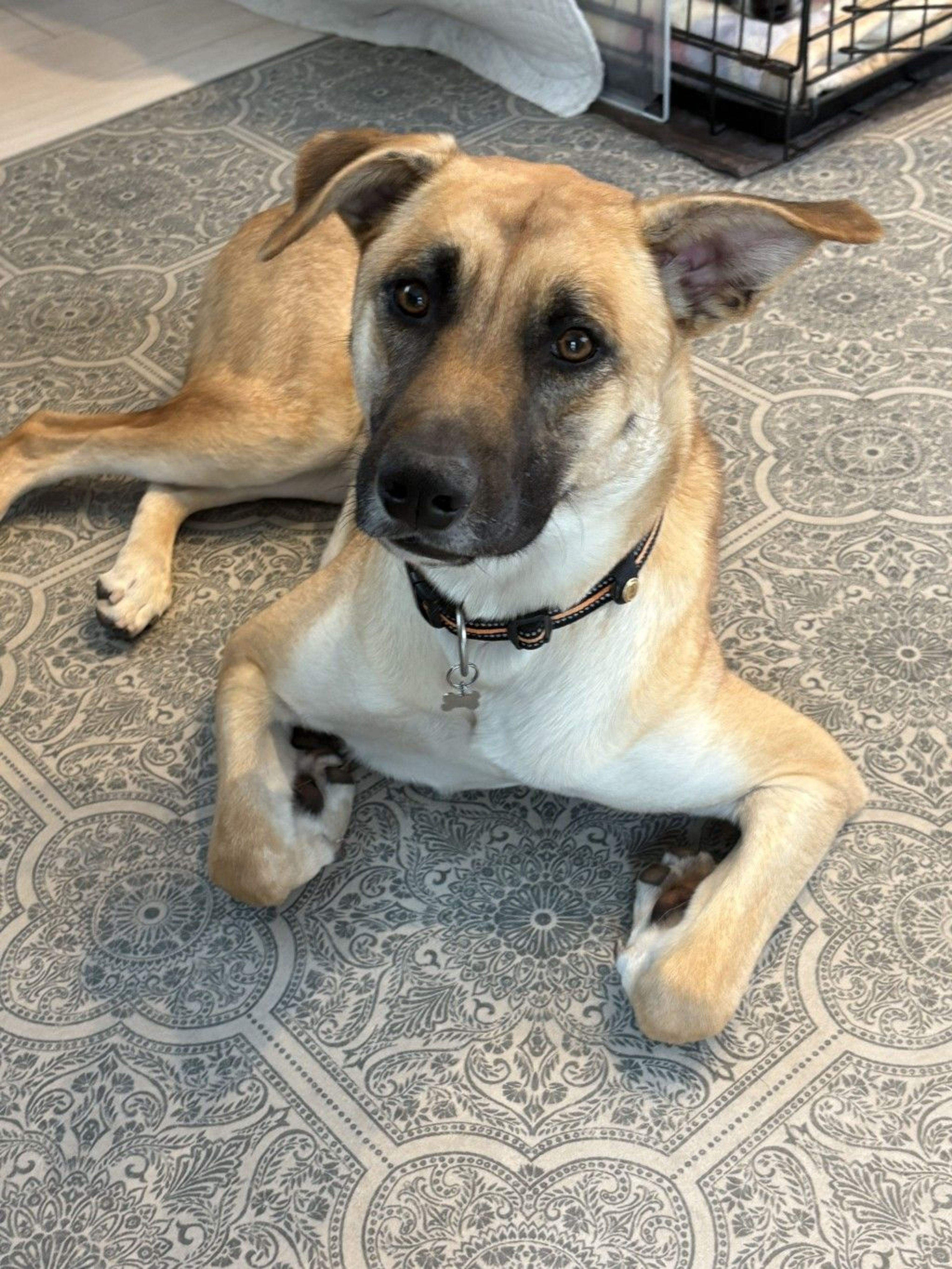 雑種（ミックス犬）・オスの里親募集の写真