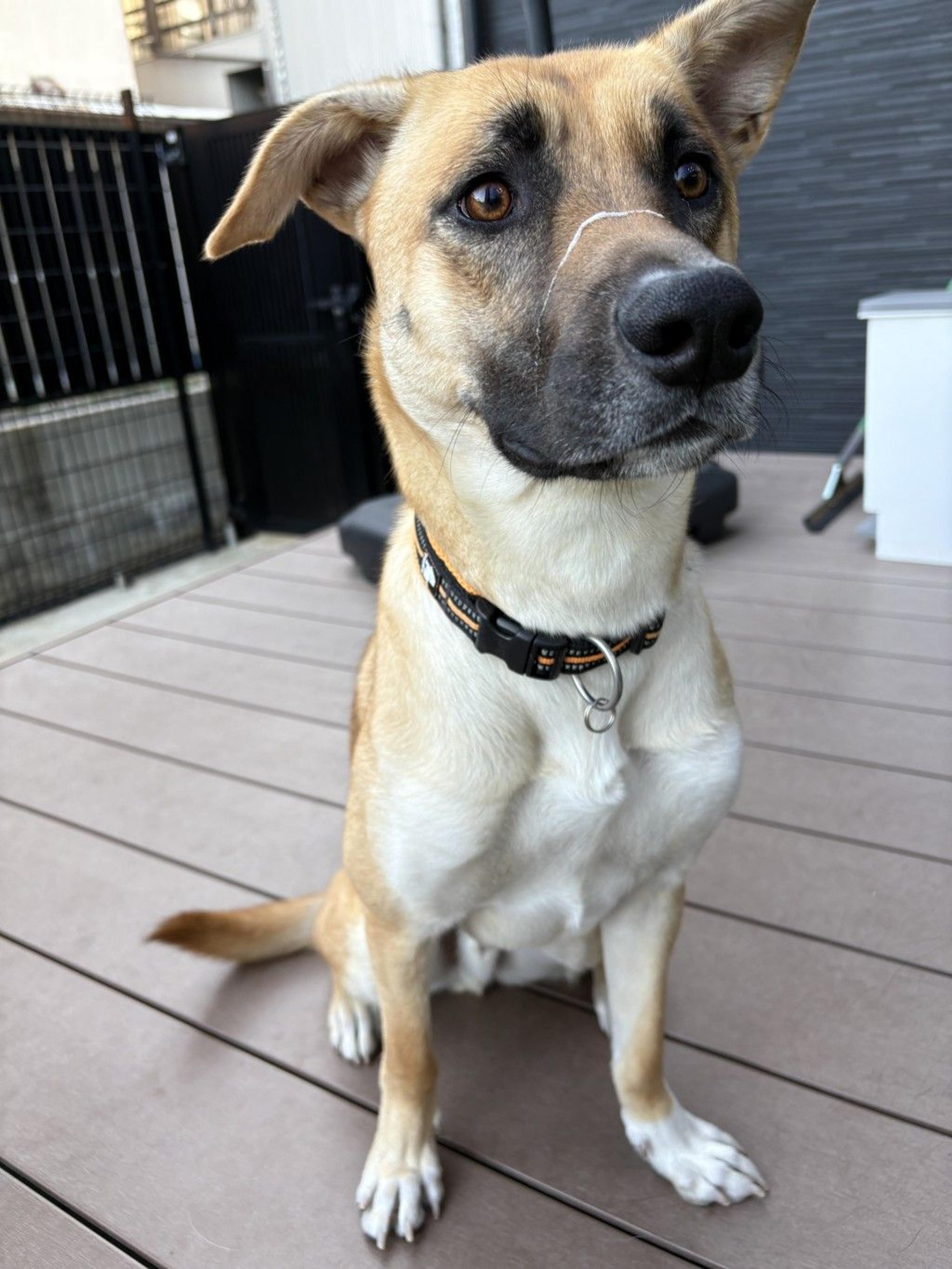 pet-image-2