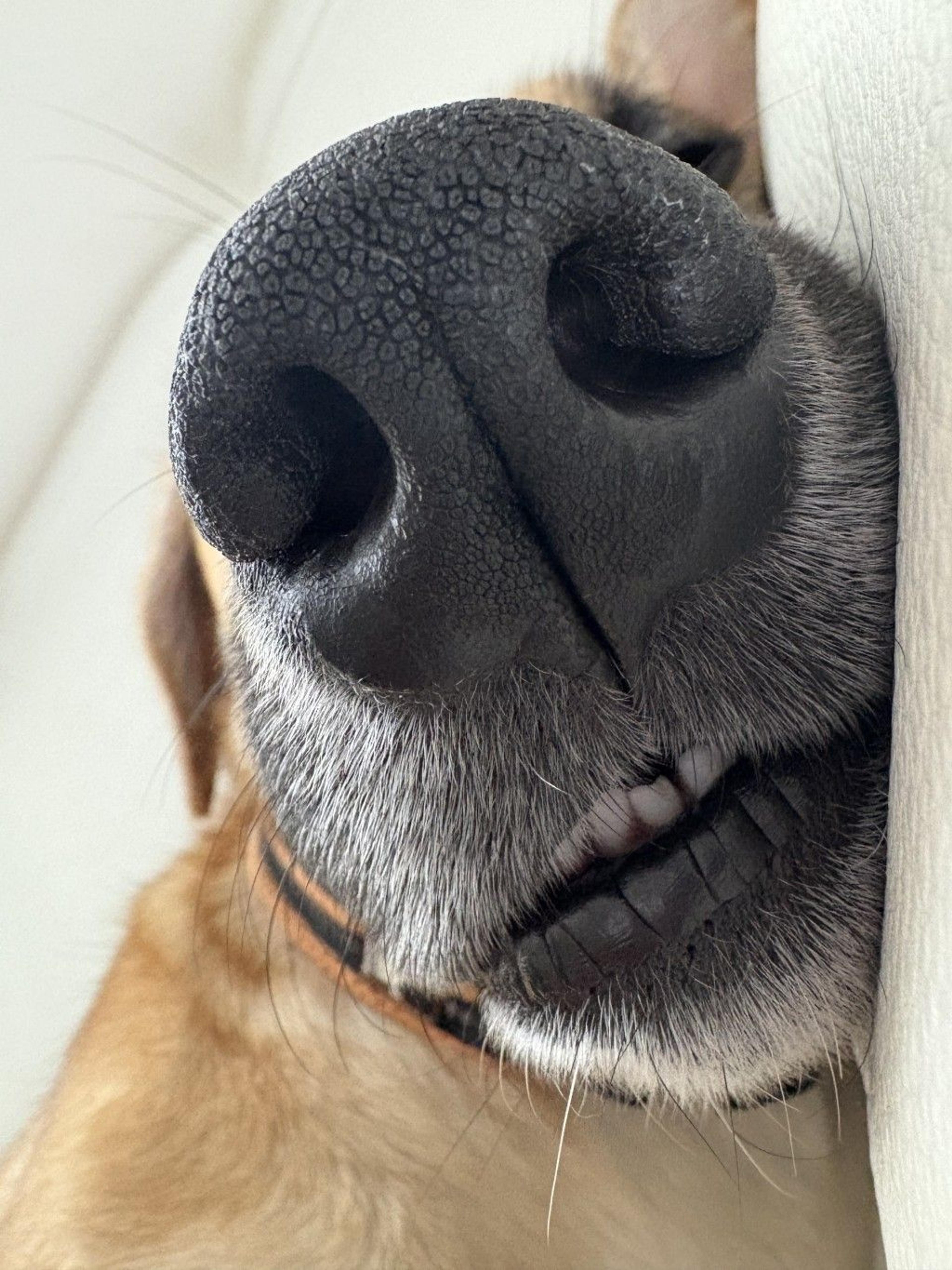 pet-image-4