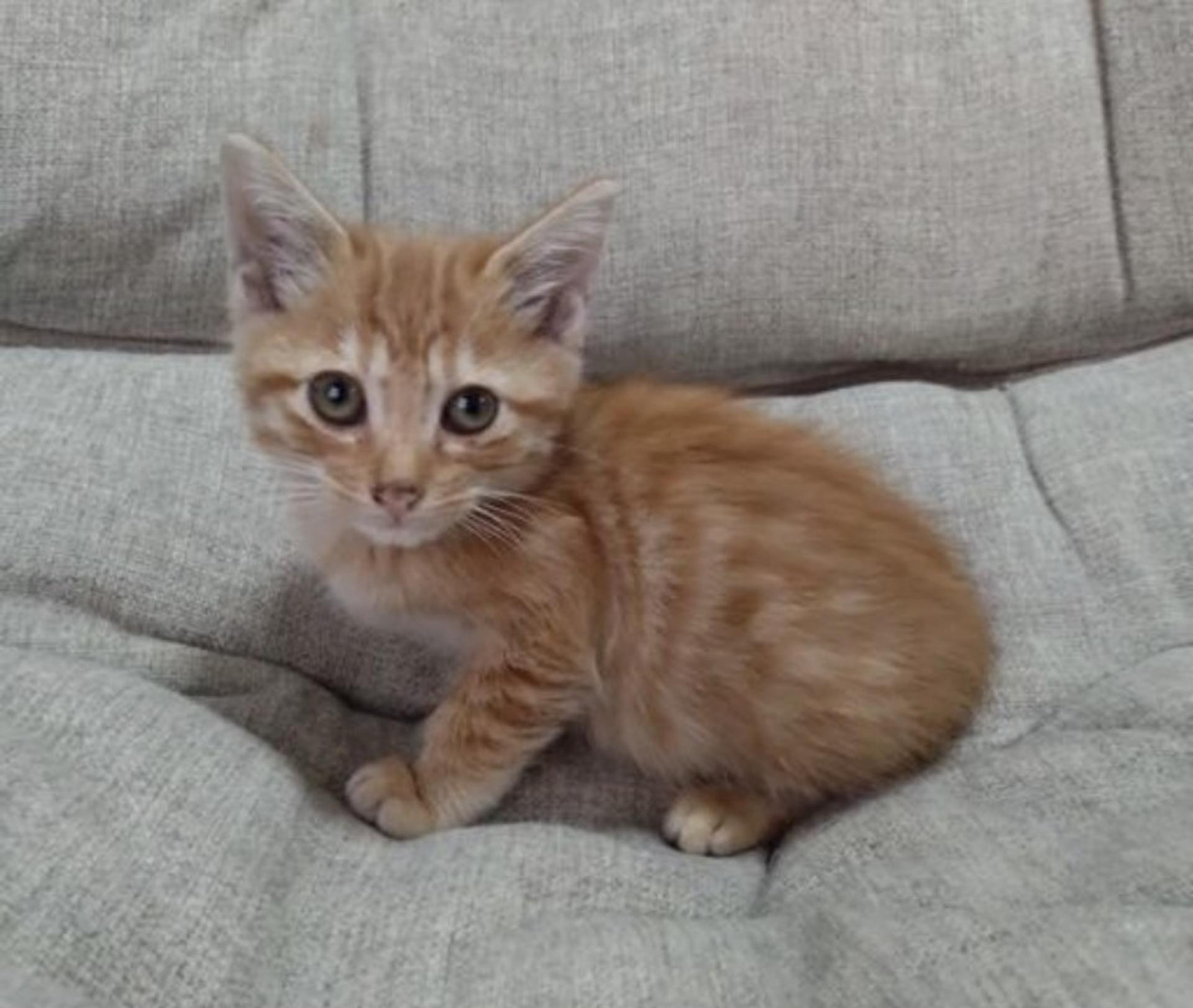 pet-image-4