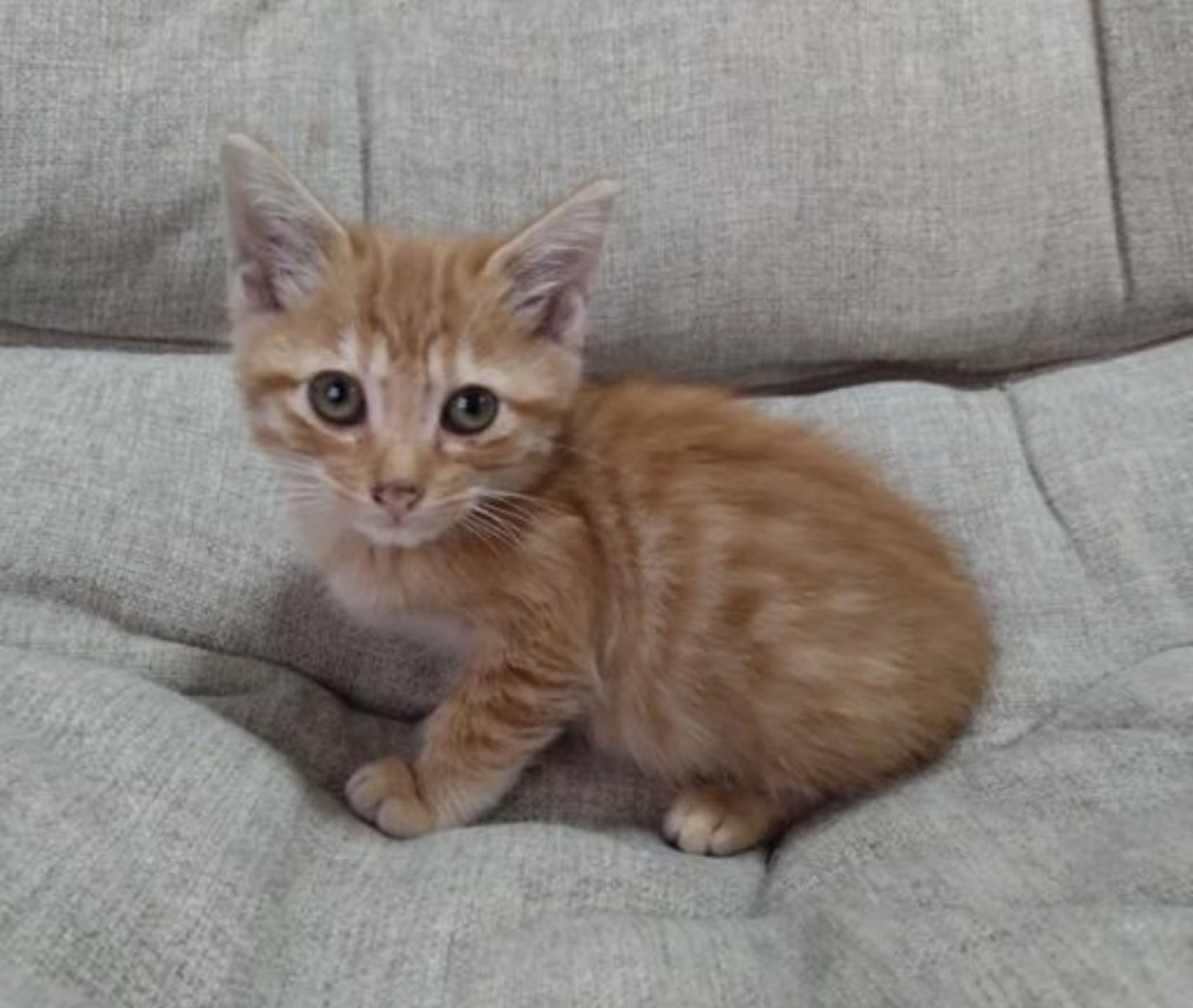 pet-image-4