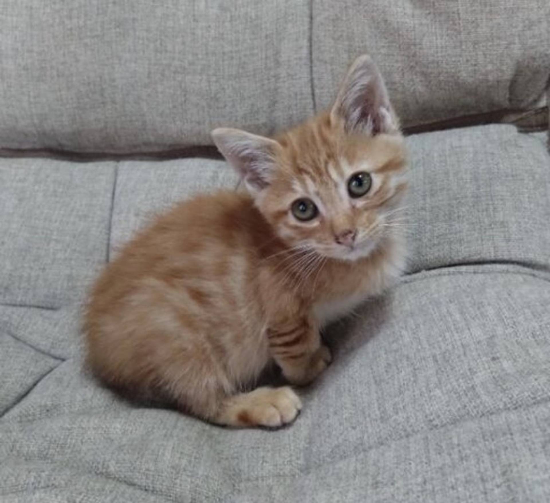 雑種（ミックス猫）・オスの里親募集の写真