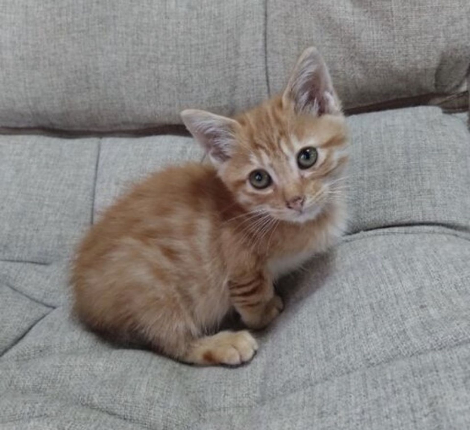 雑種（ミックス猫）・オスの里親募集の写真