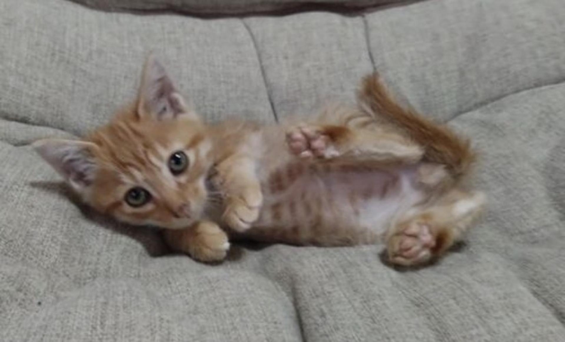 pet-image-3