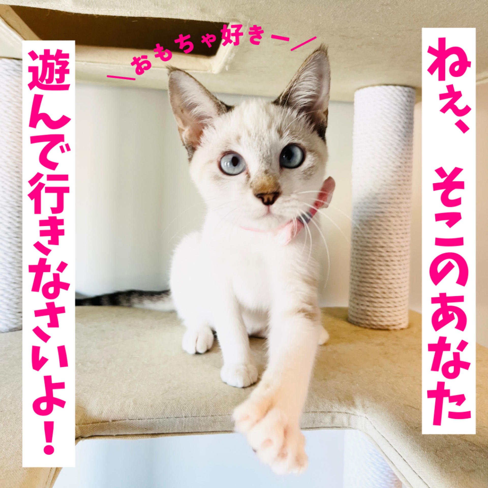 pet-image-6