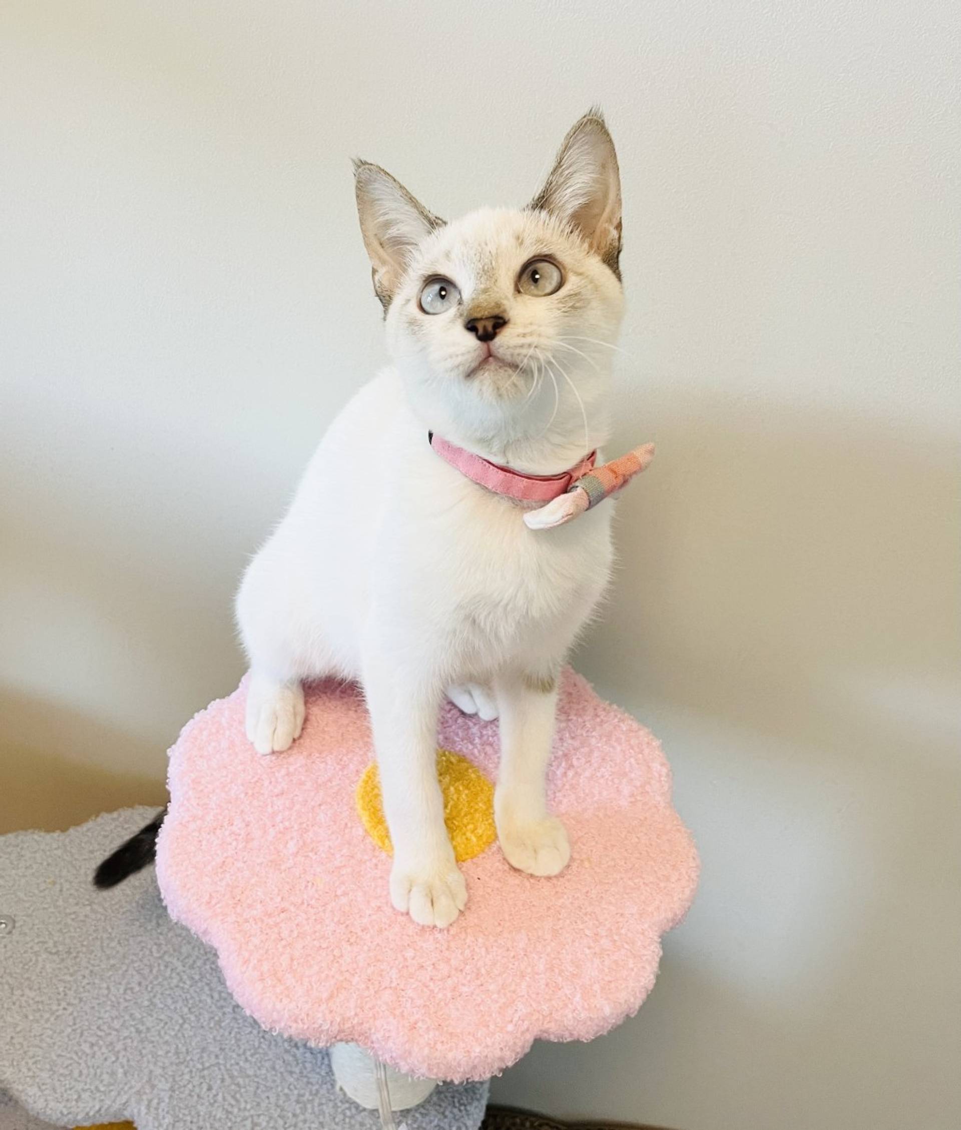 雑種（ミックス猫）・メスの里親募集の写真
