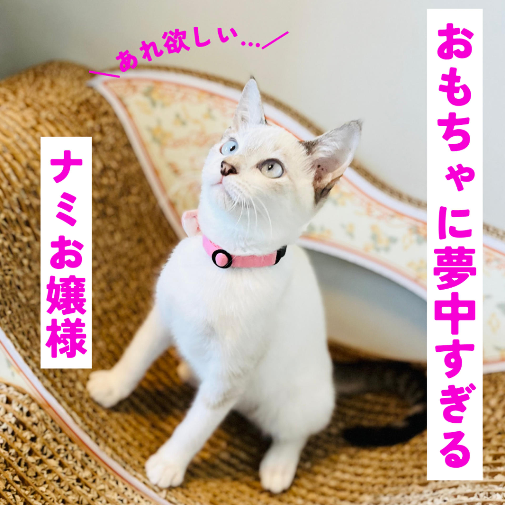 pet-image-4