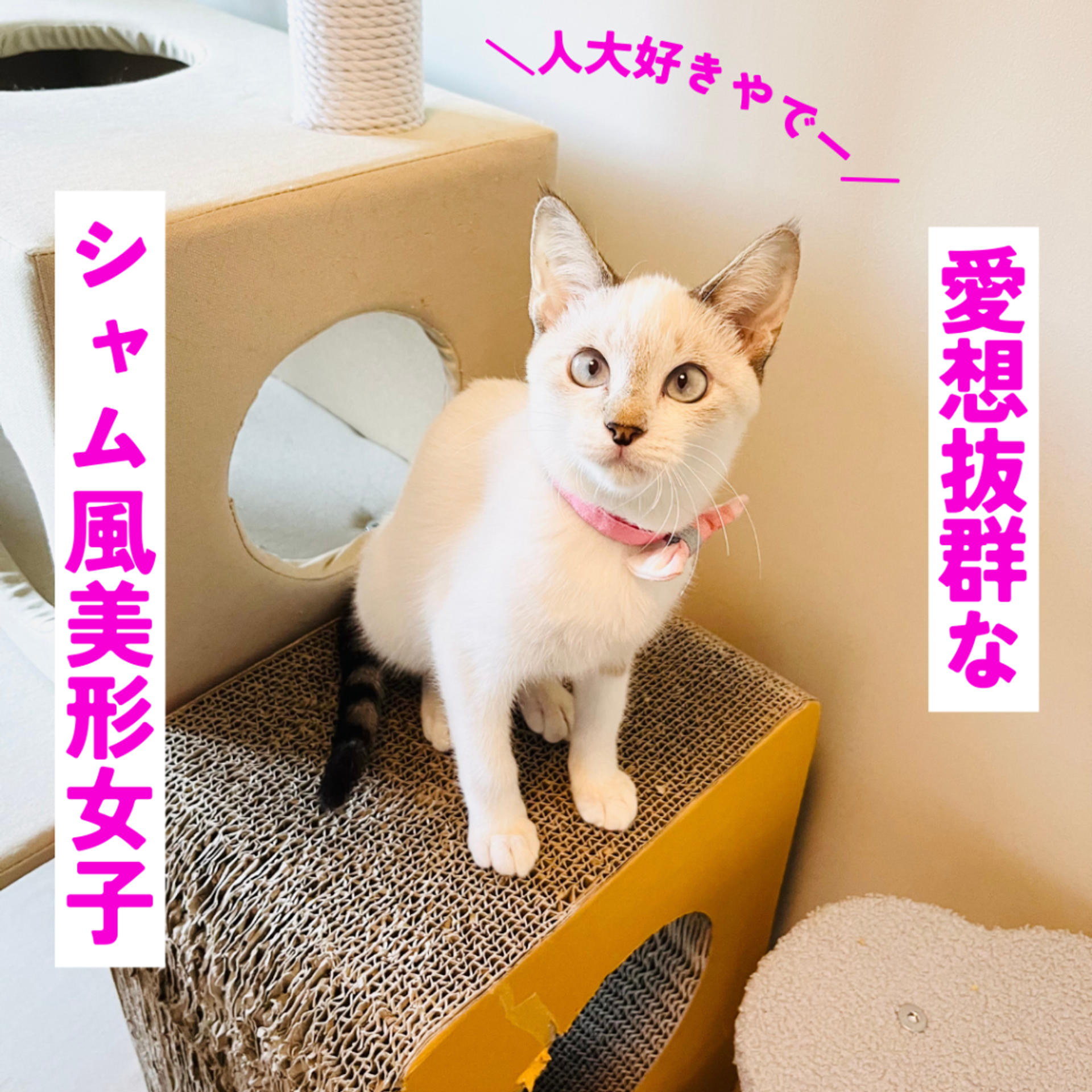 pet-image-5
