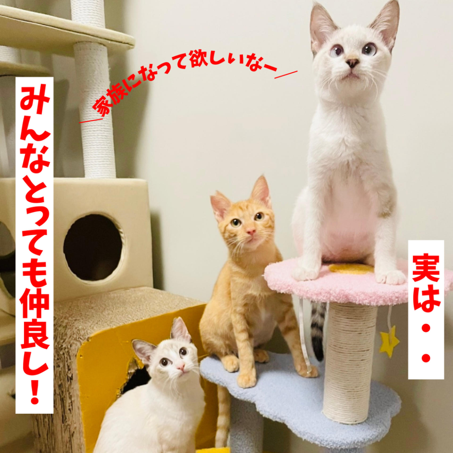 pet-image-8