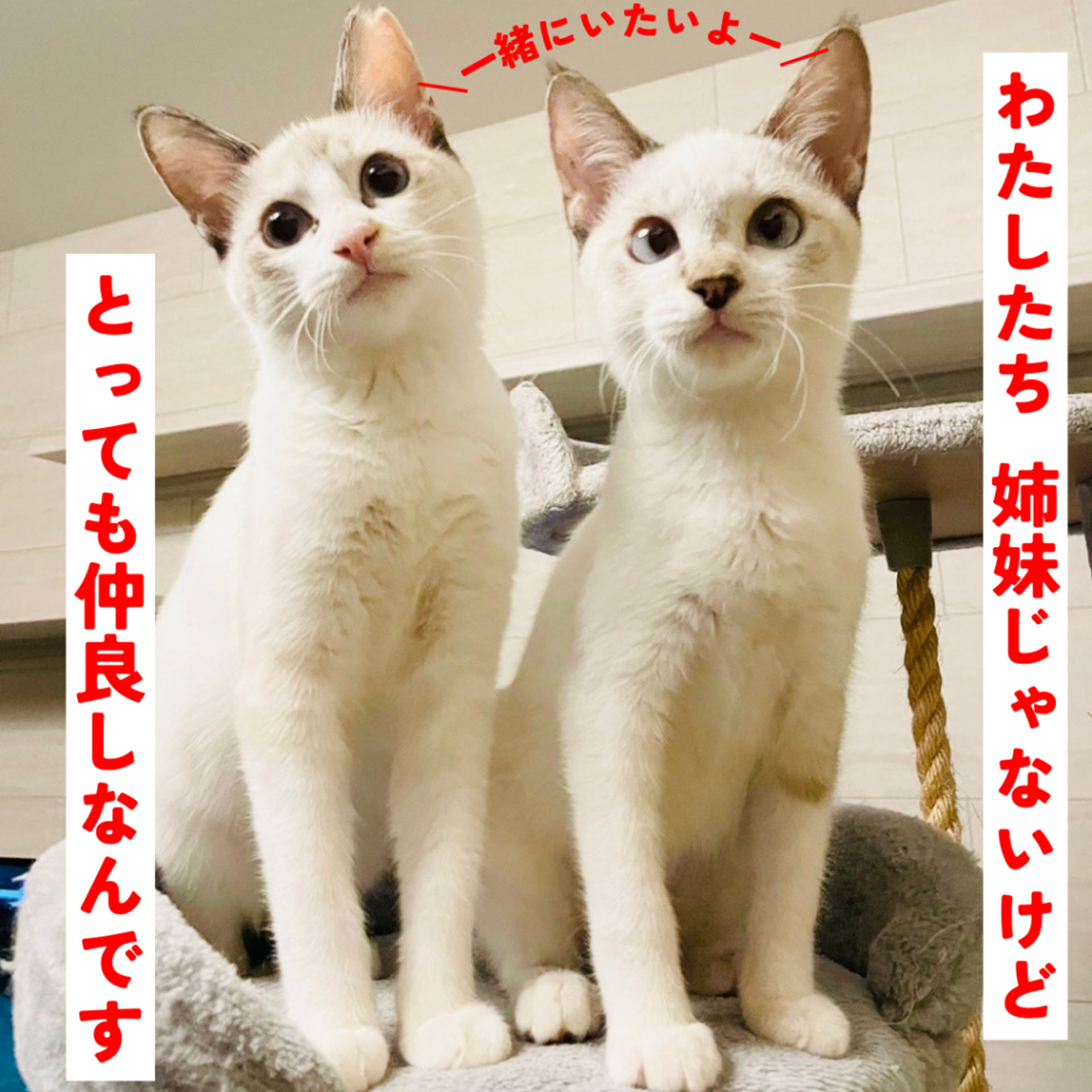 thumbnail-7