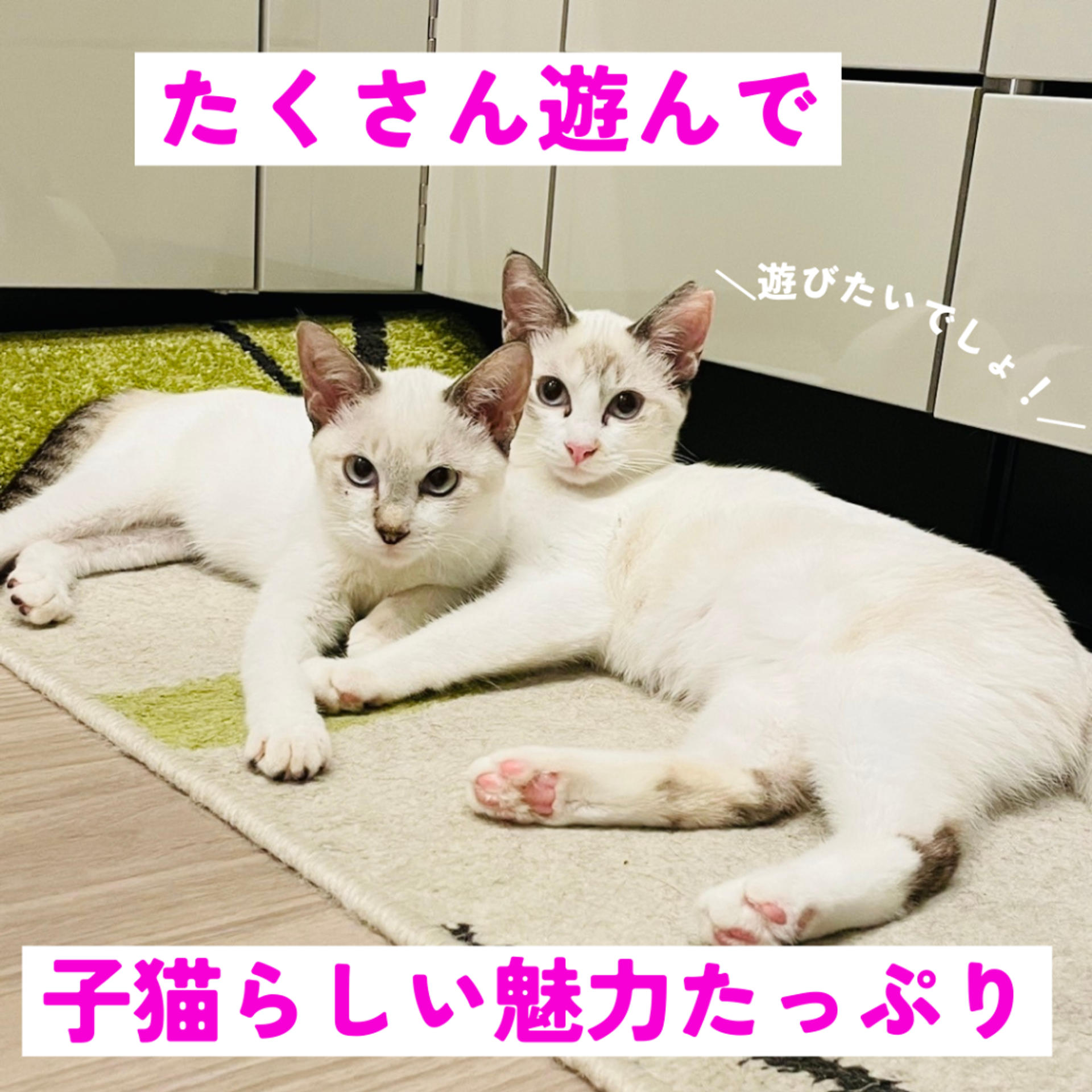 pet-image-9
