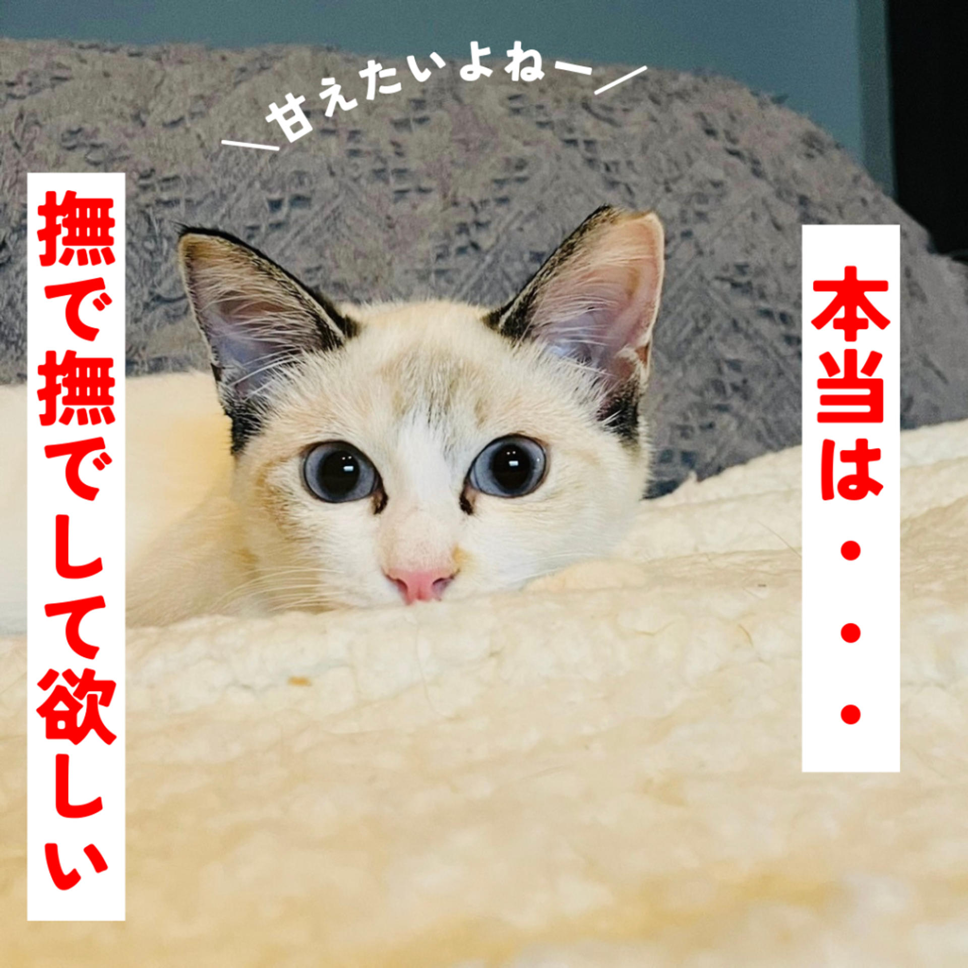 pet-image-6