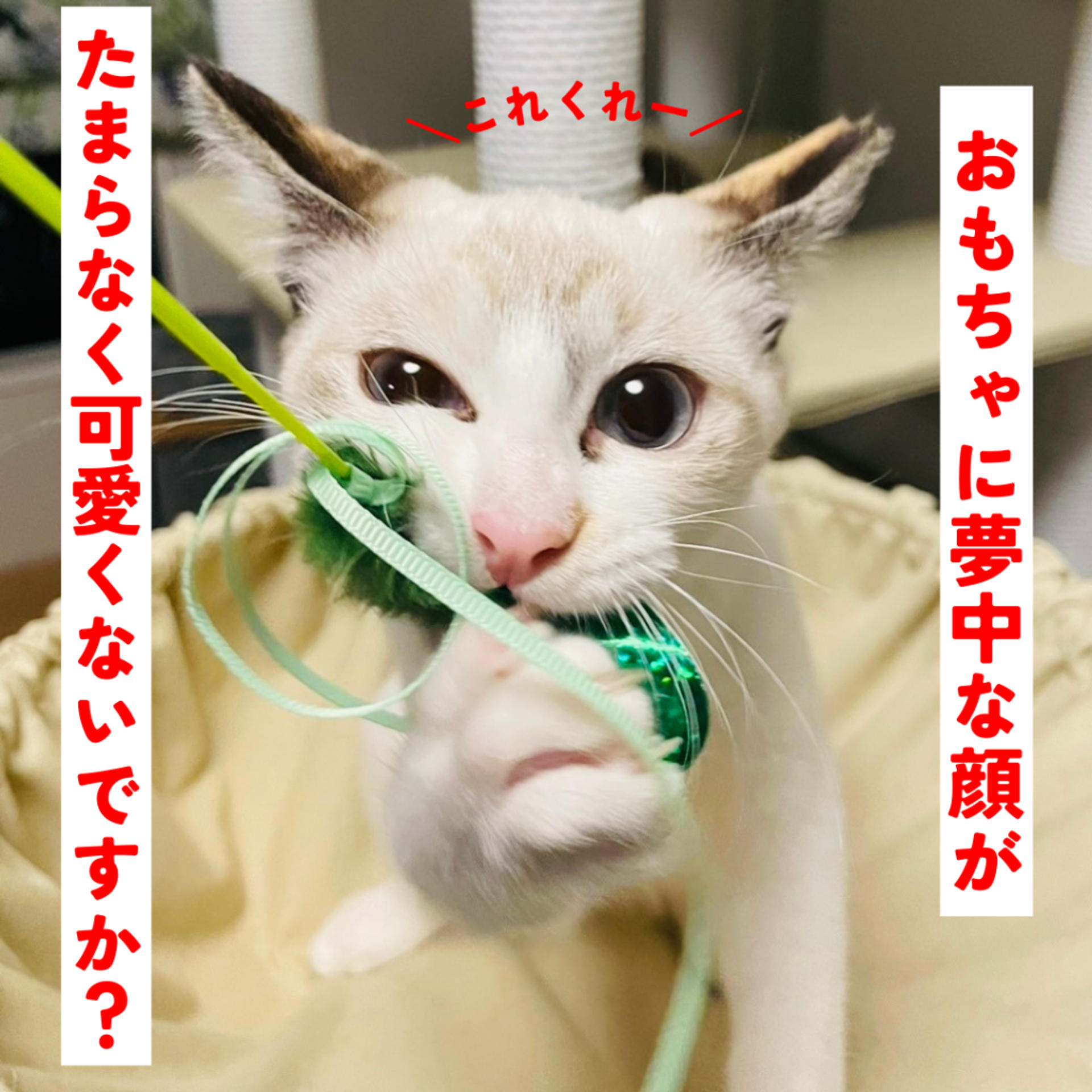 pet-image-5