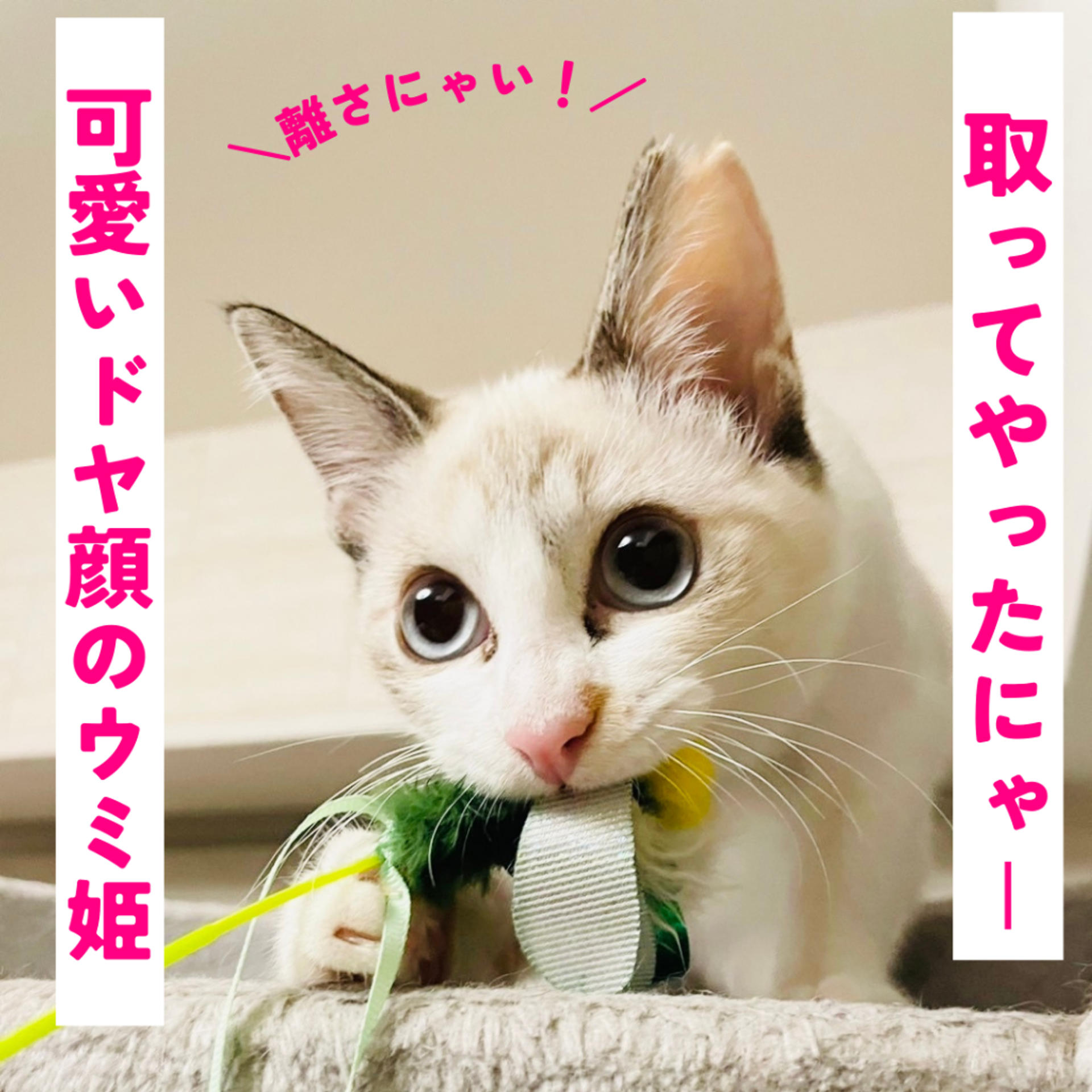 pet-image-3