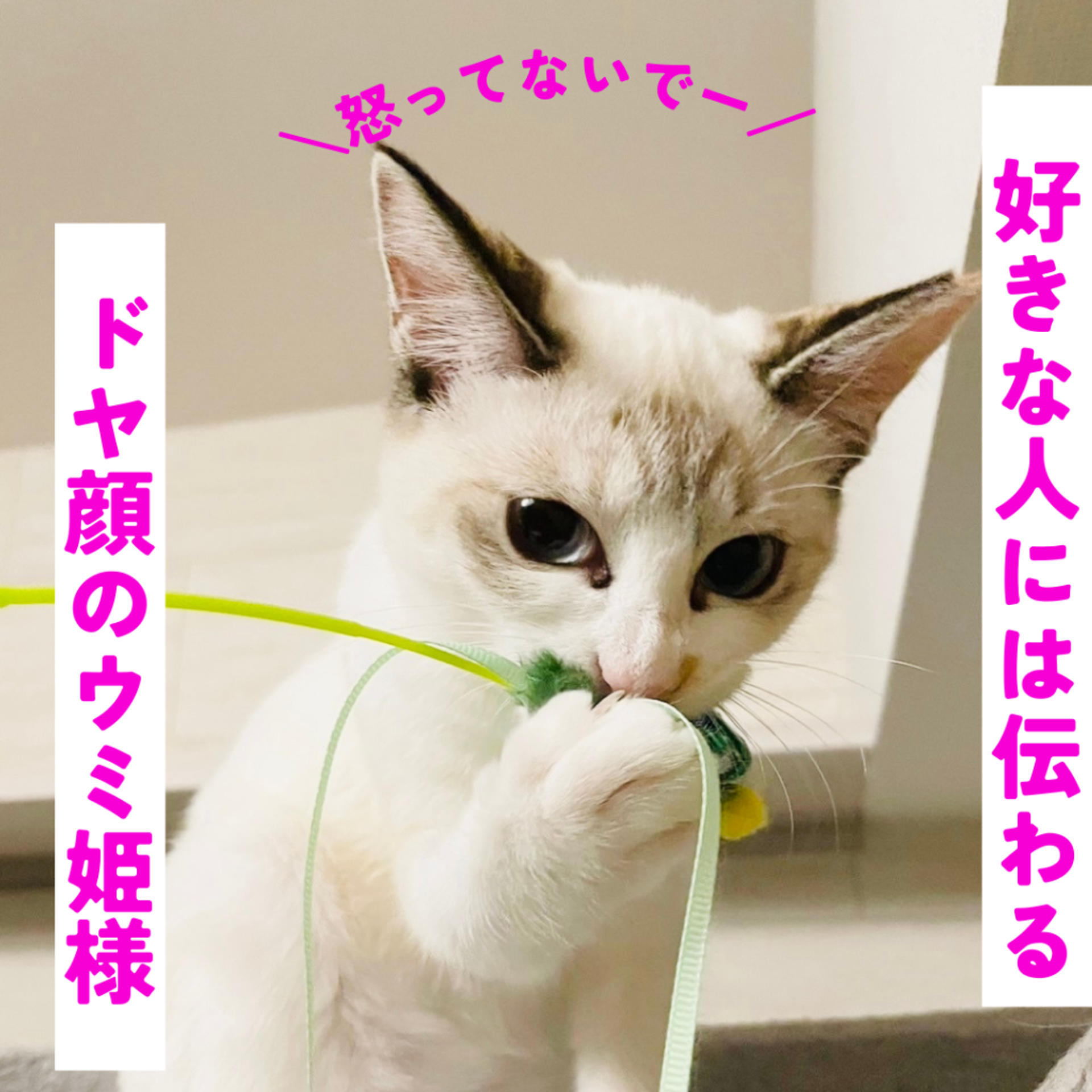 pet-image-4