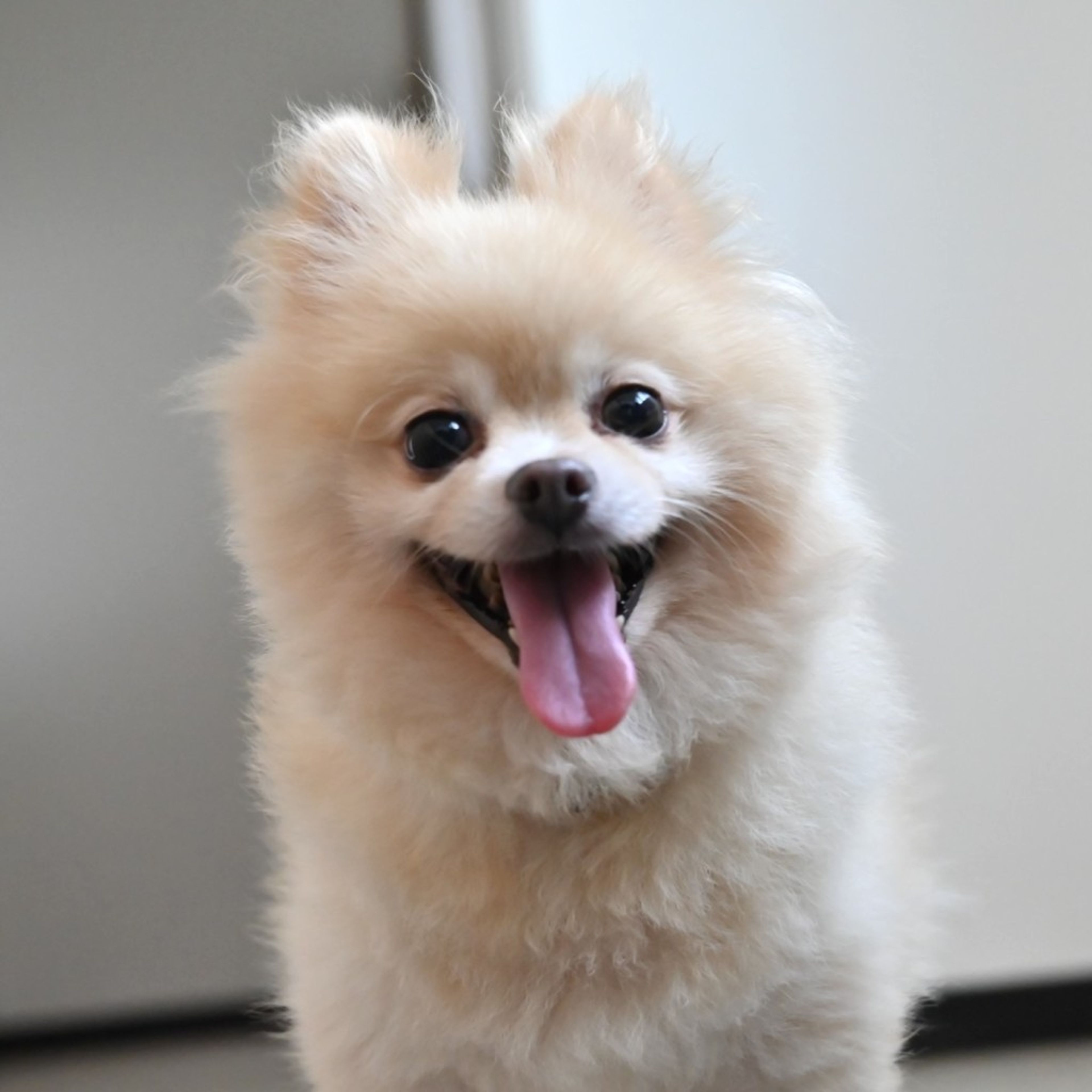 pet-image-5