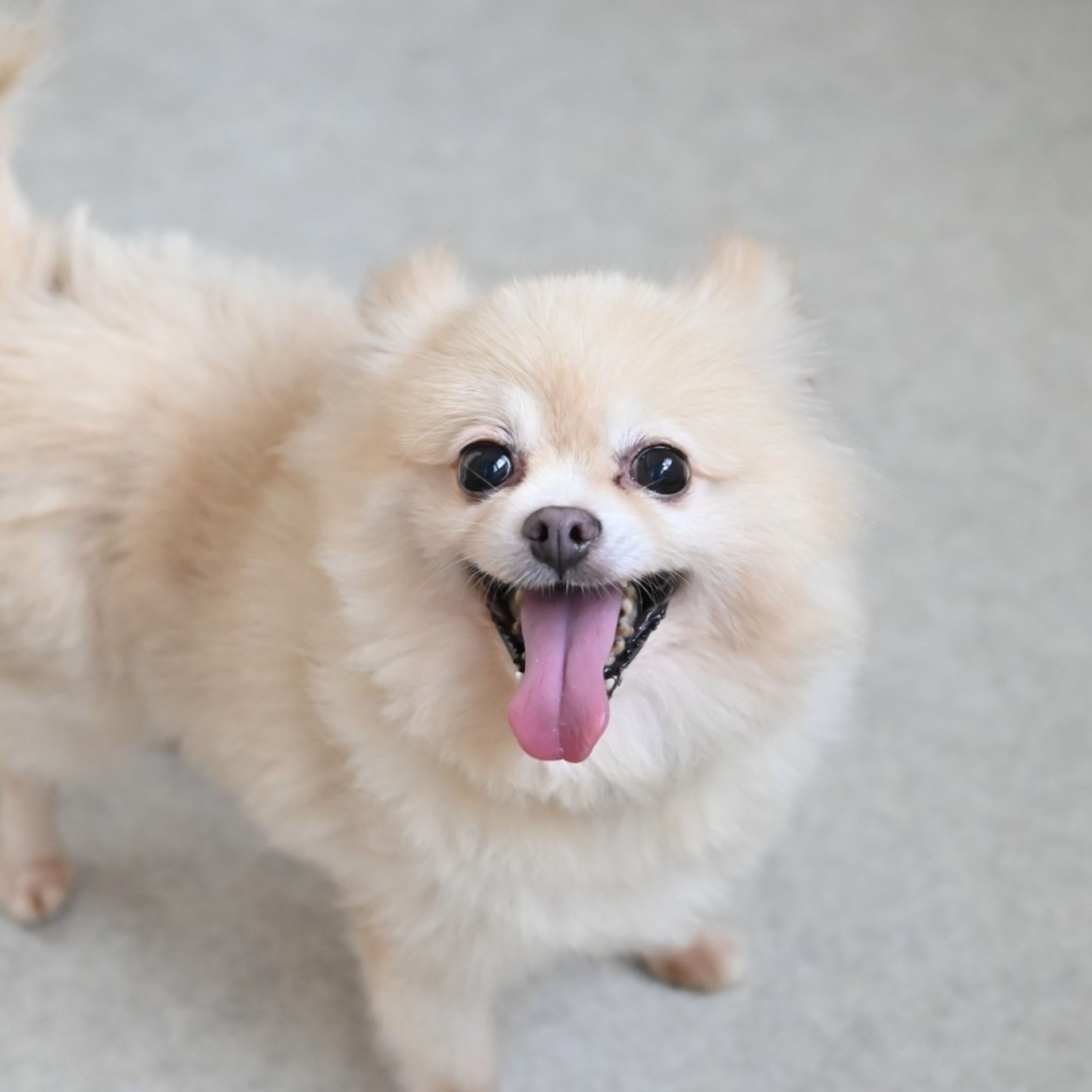 pet-image-6
