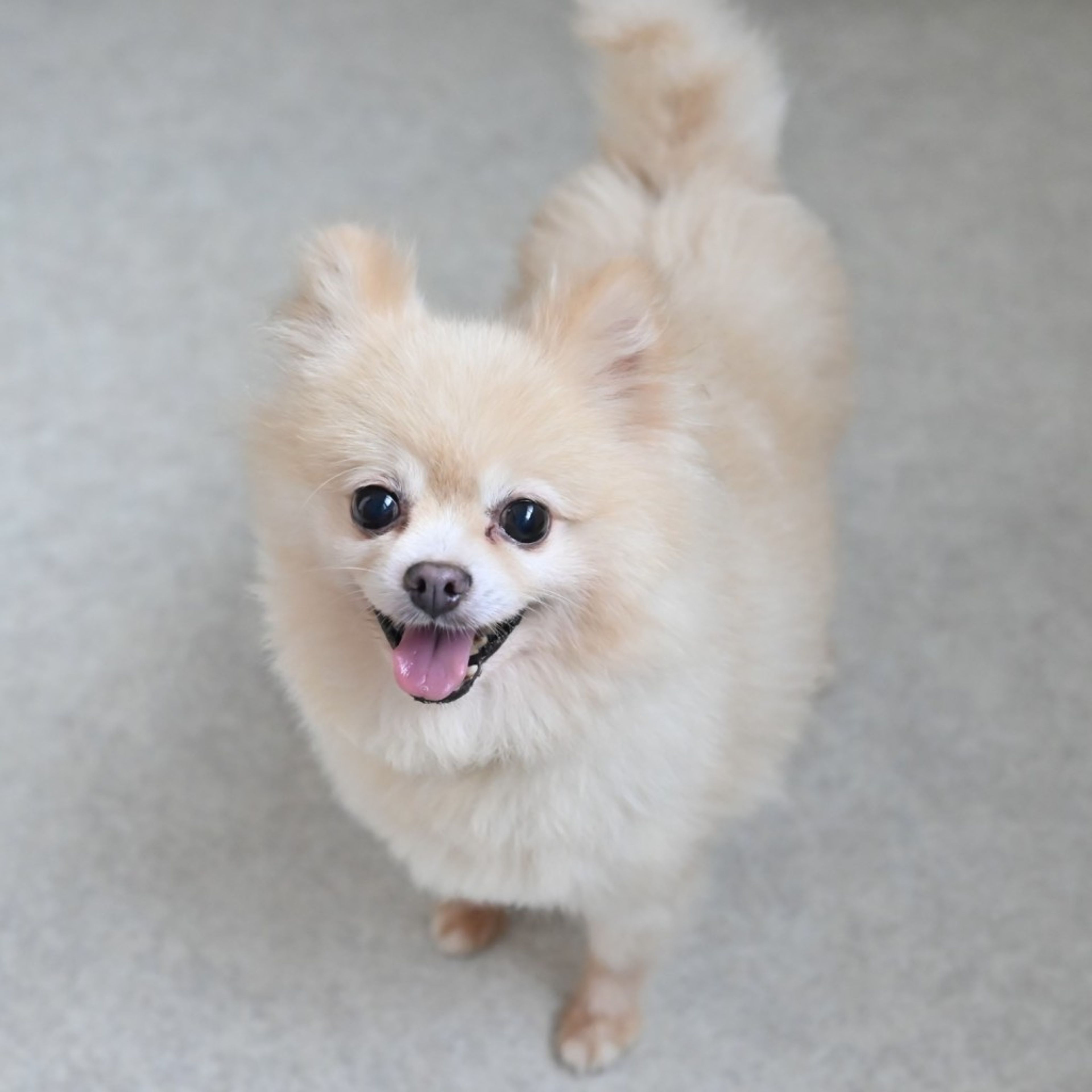 pet-image-3