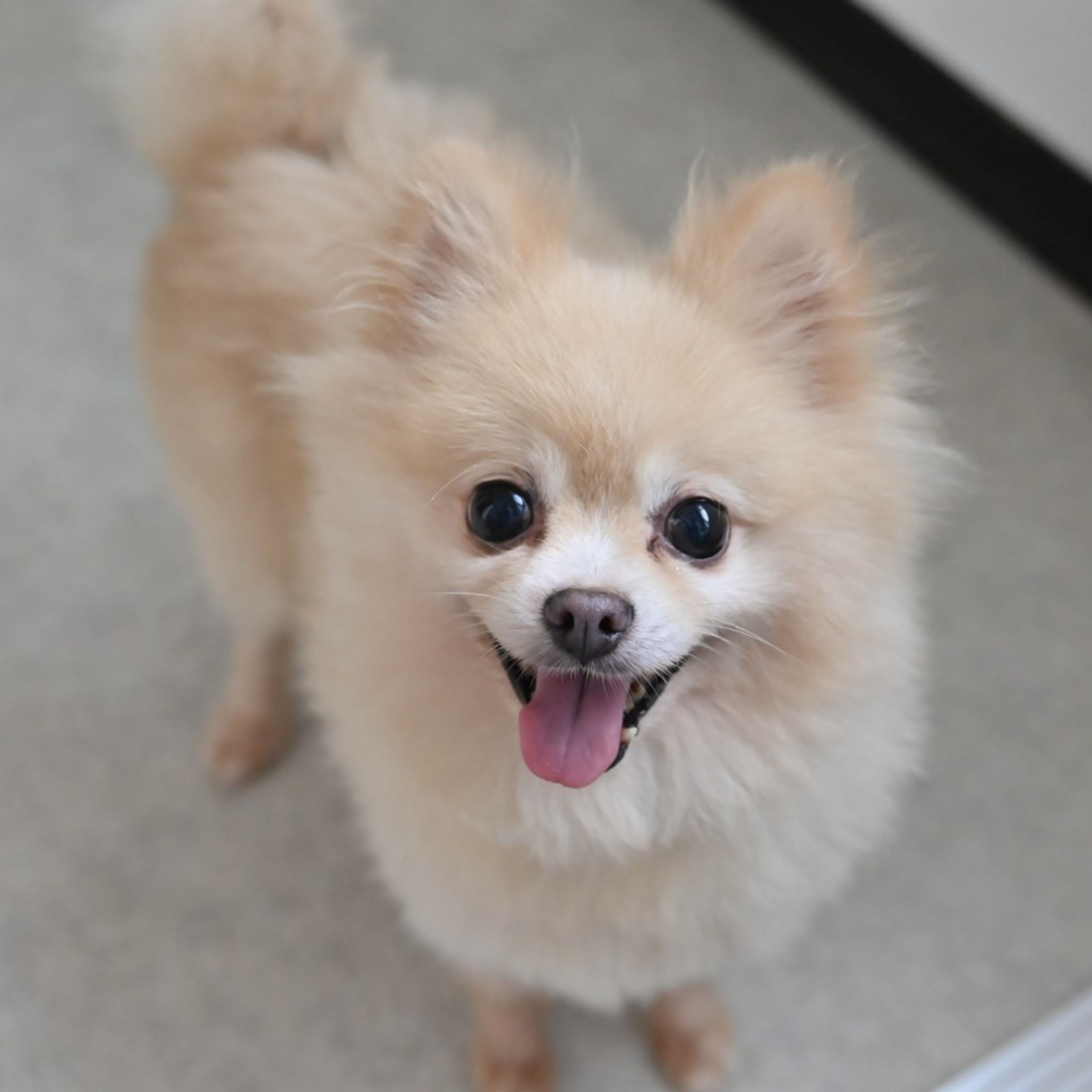 pet-image-4