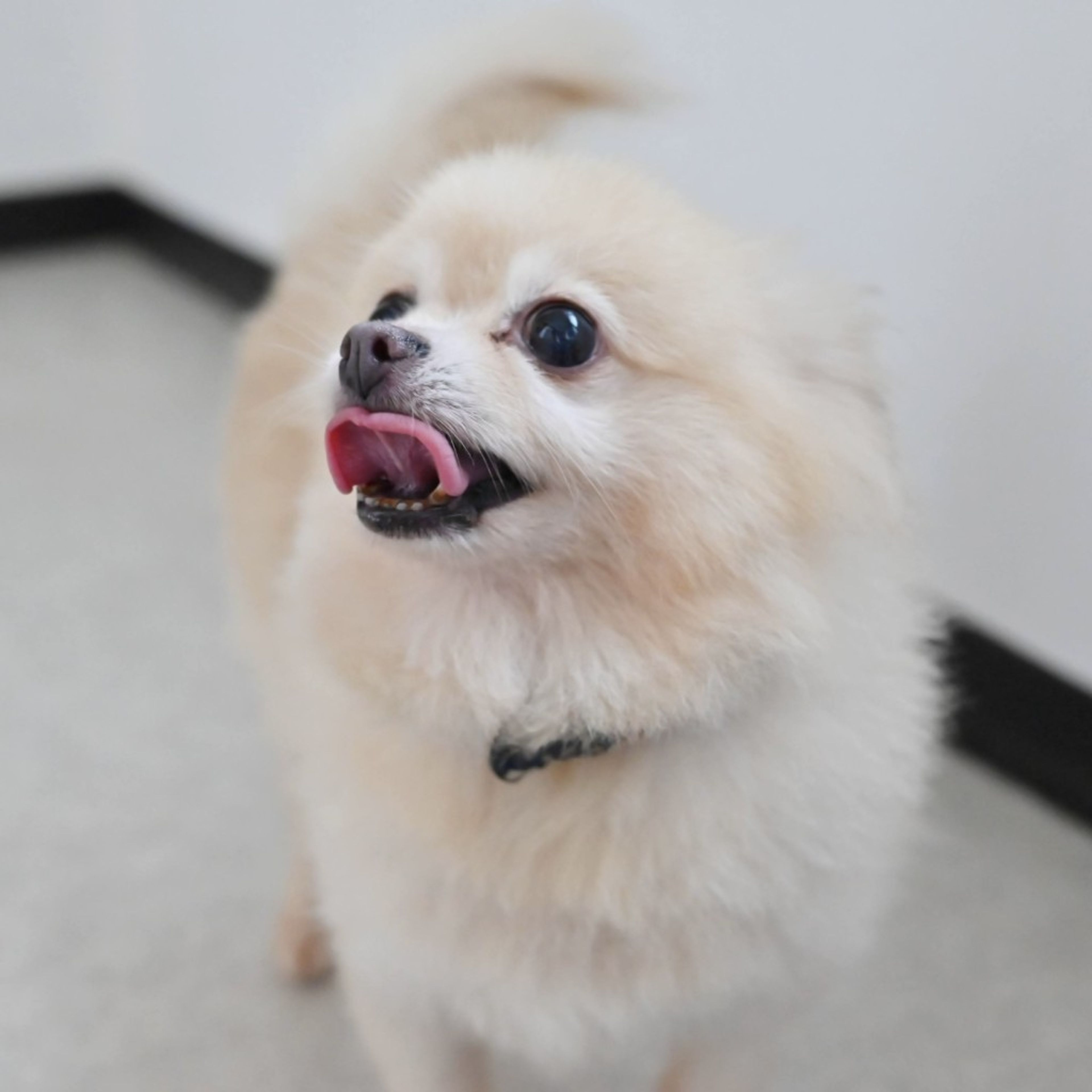 pet-image-7