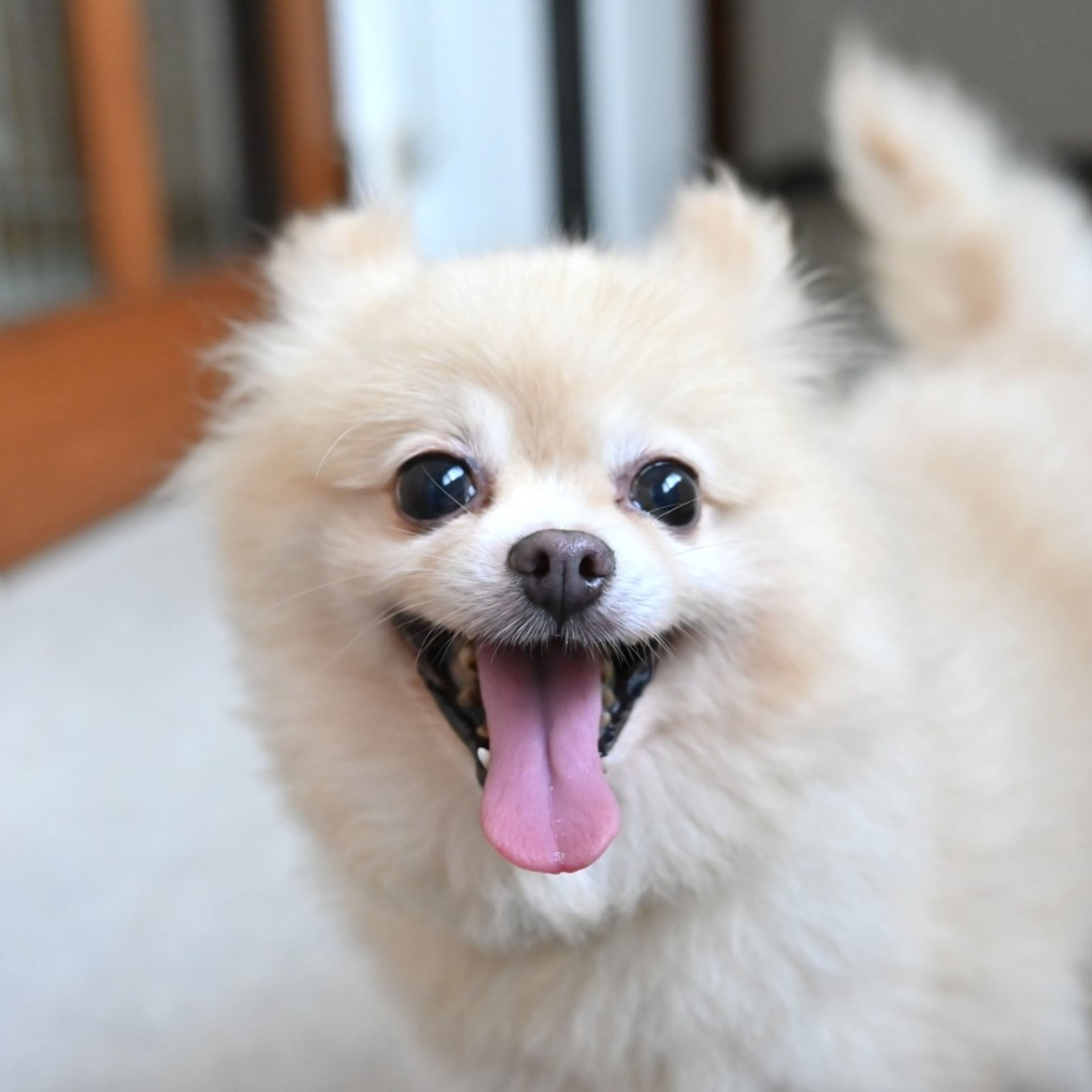 pet-image-2