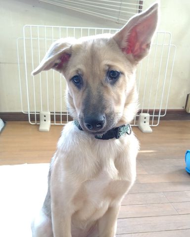 子犬❁甘えん坊チョビ