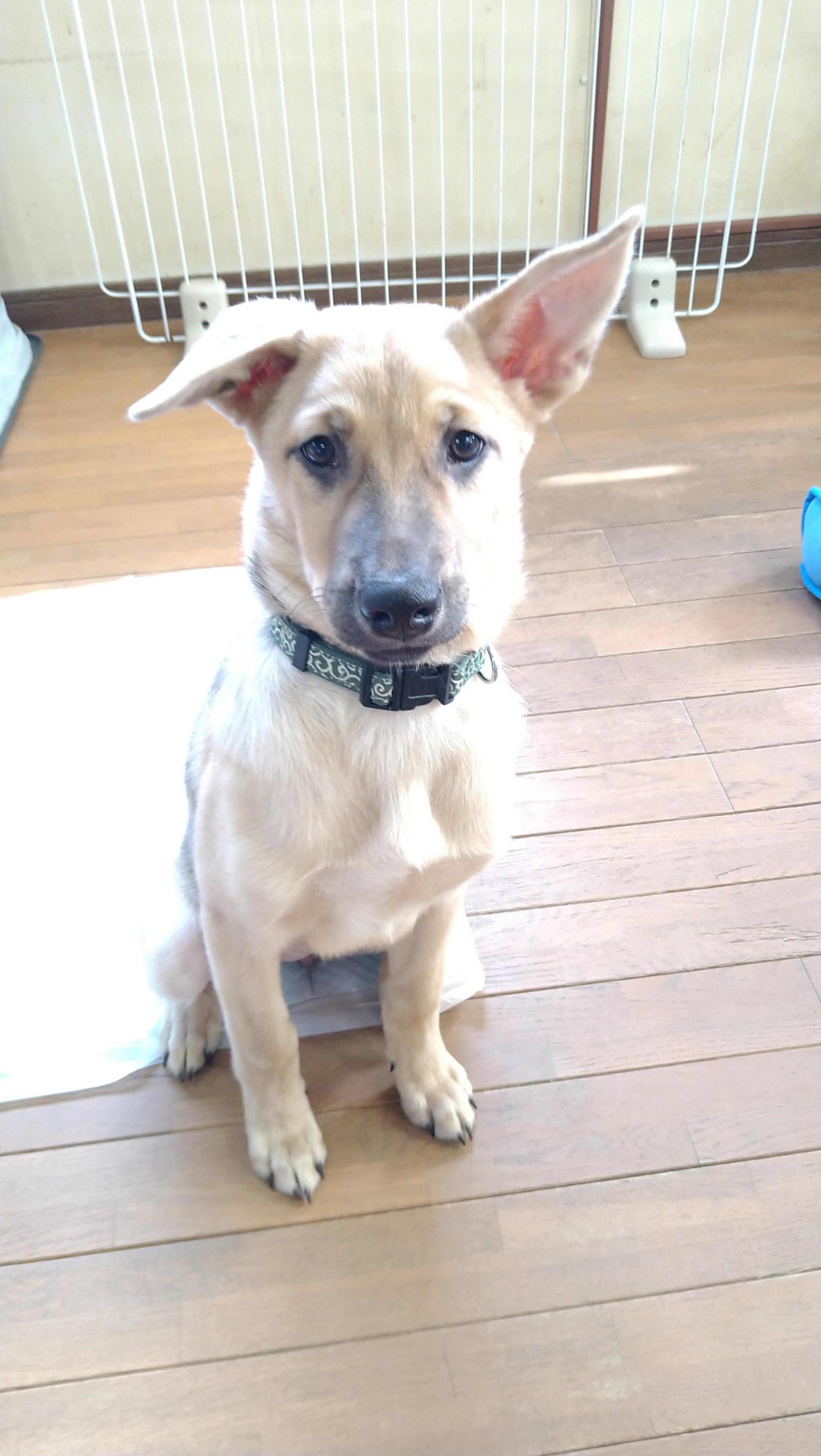 pet-image-2