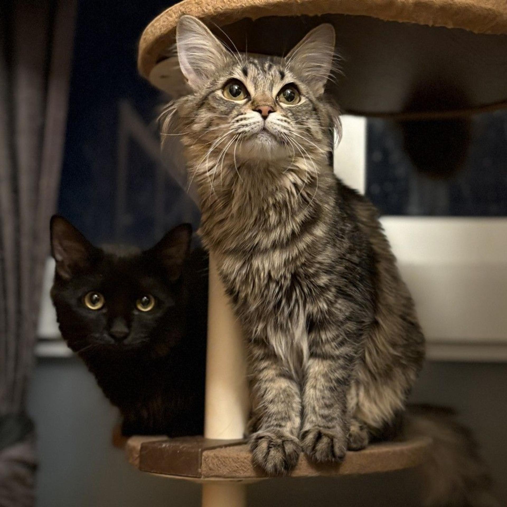 pet-image-4