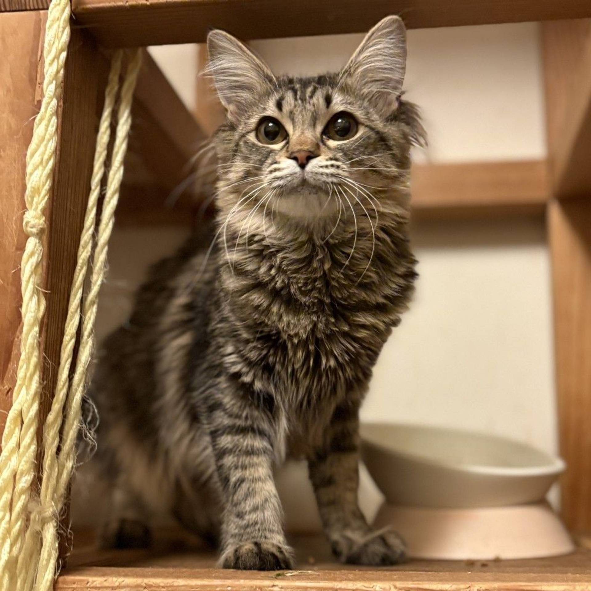雑種（ミックス猫）・メスの里親募集の写真