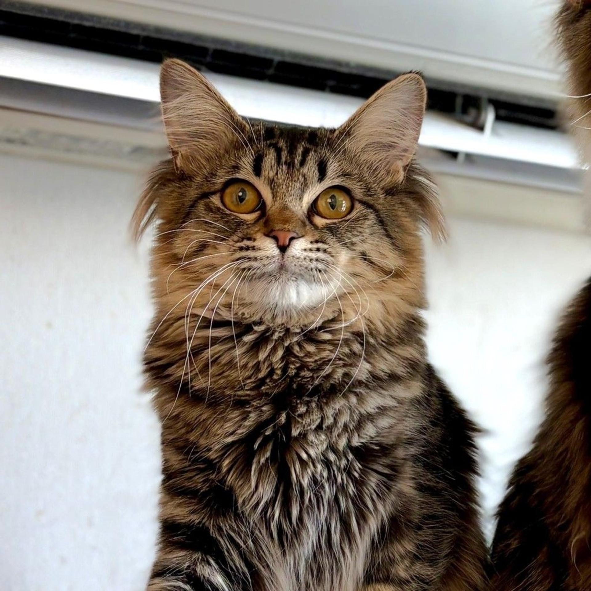 pet-image-5