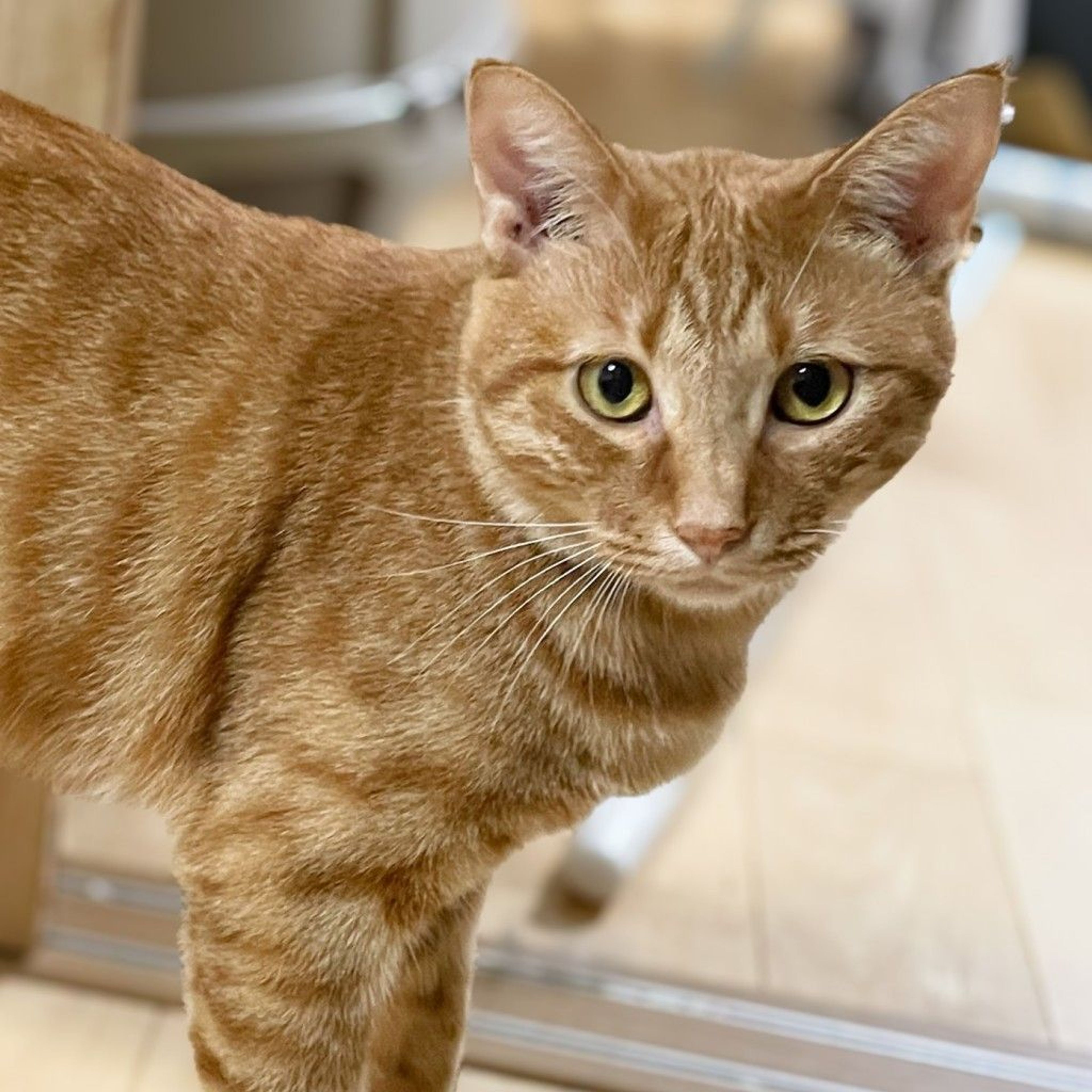 雑種（ミックス猫）・オスの里親募集の写真