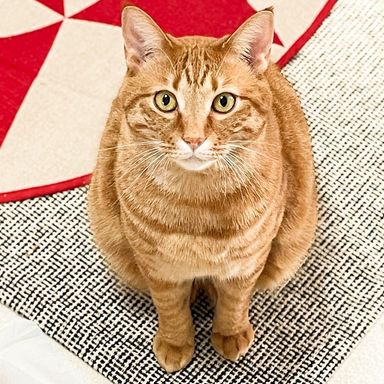 雑種（ミックス猫）・オスの里親募集の写真