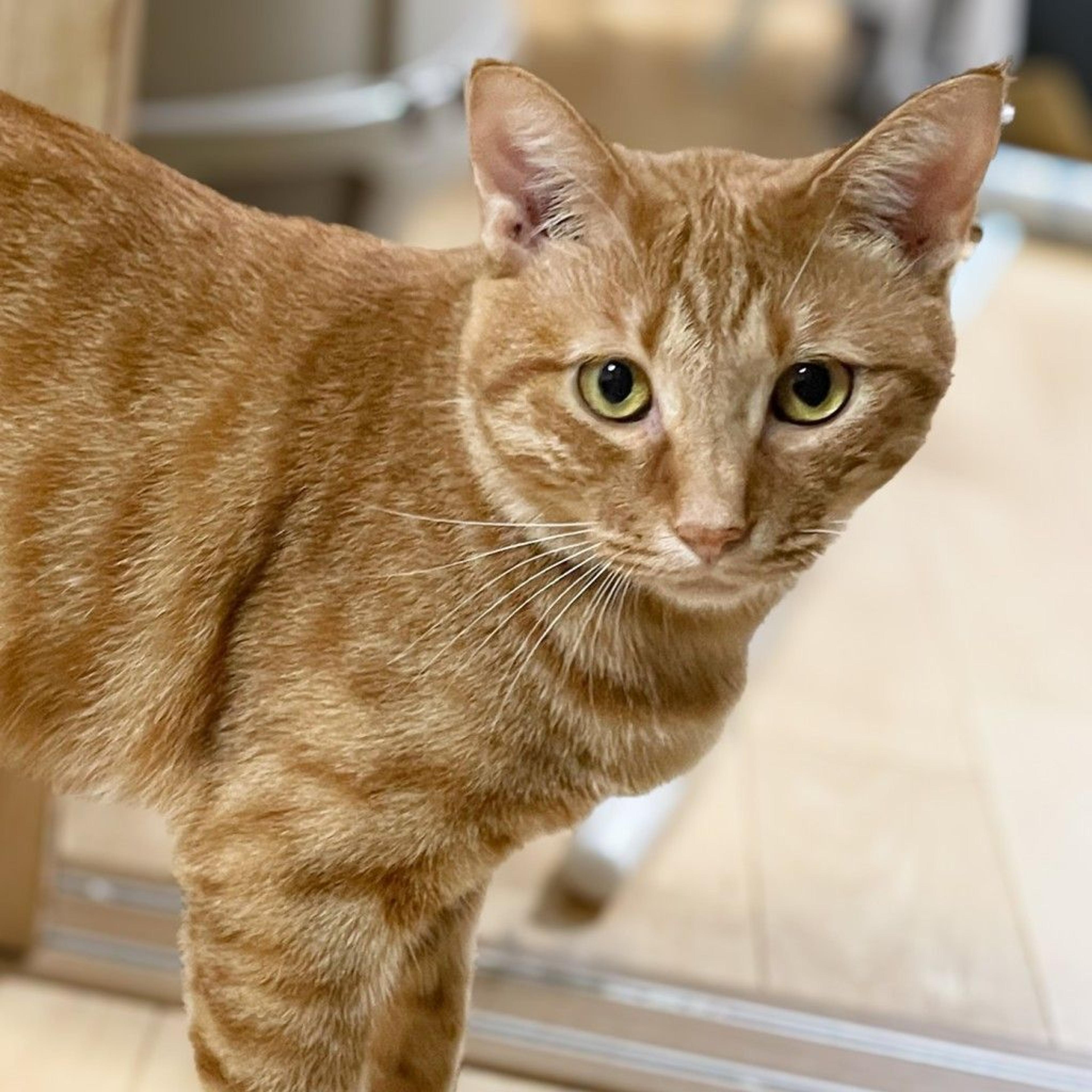 pet-image-2