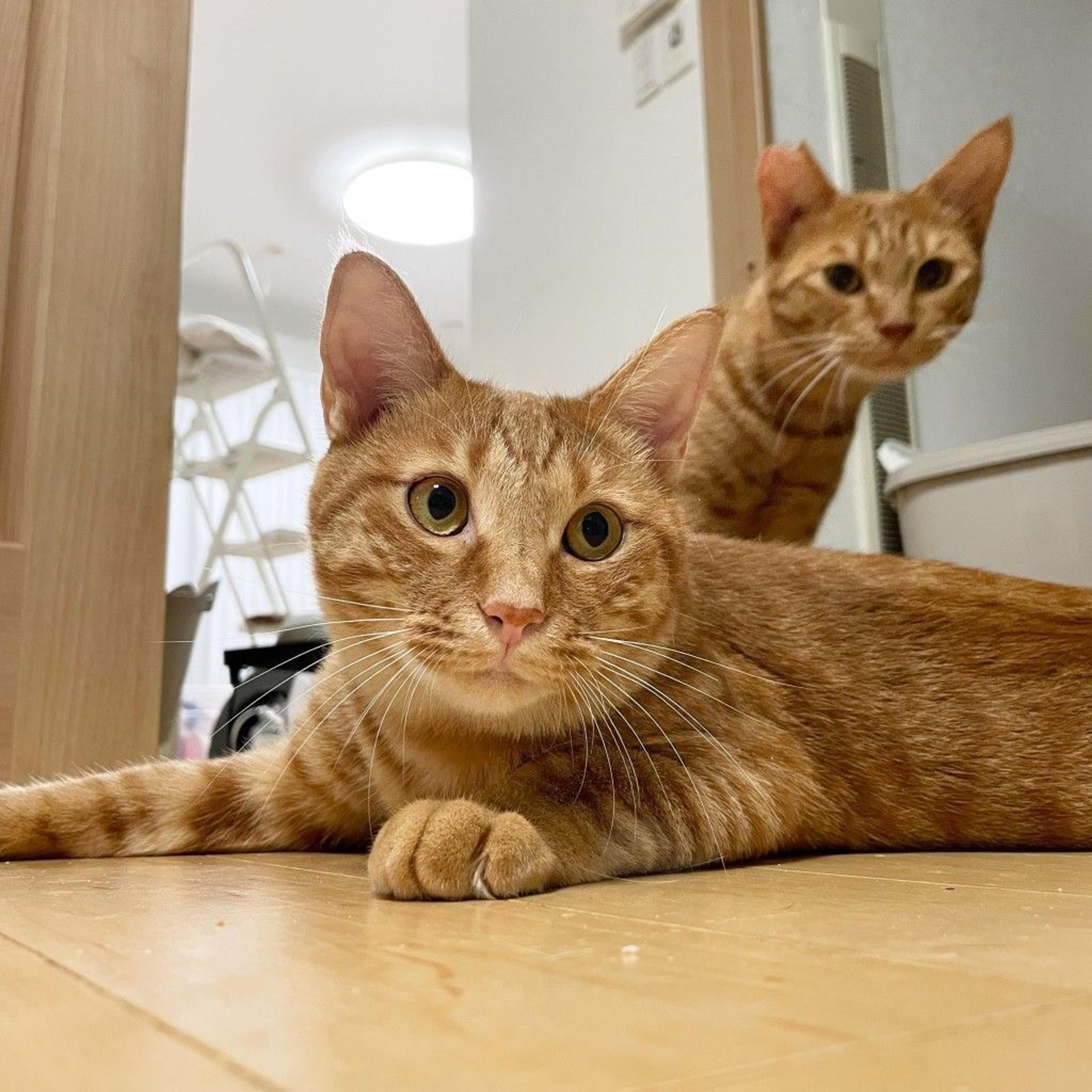 pet-image-5