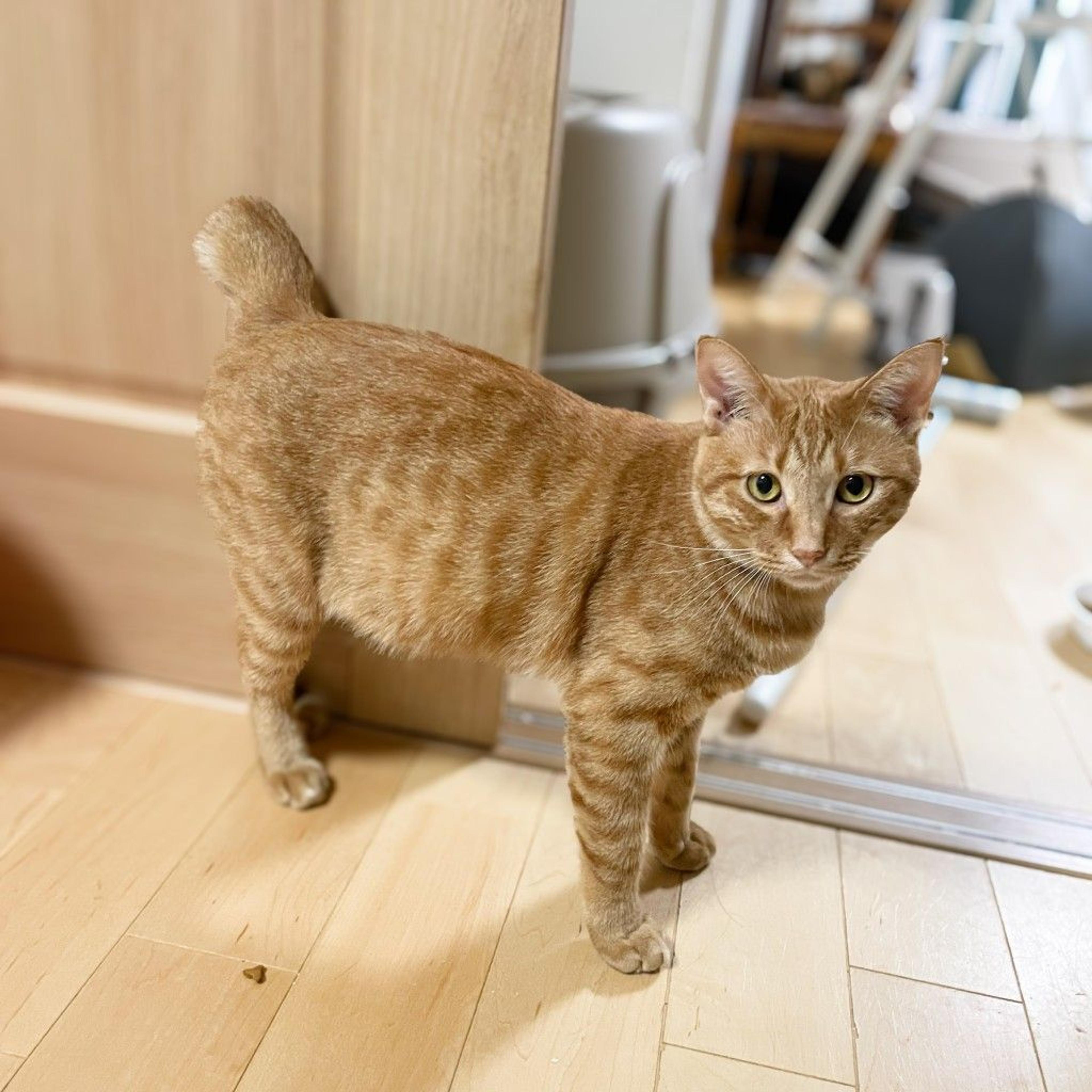 pet-image-6