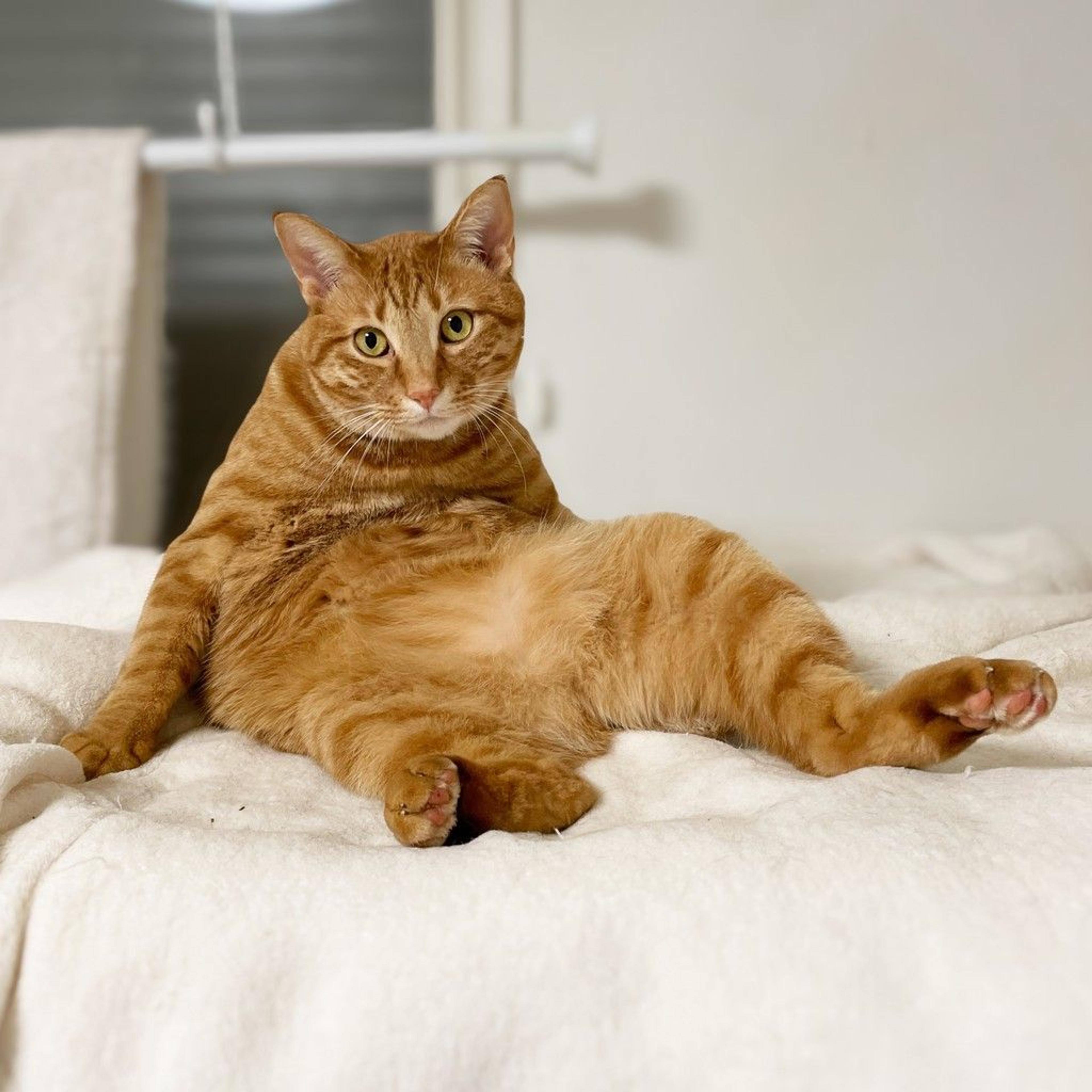 pet-image-7