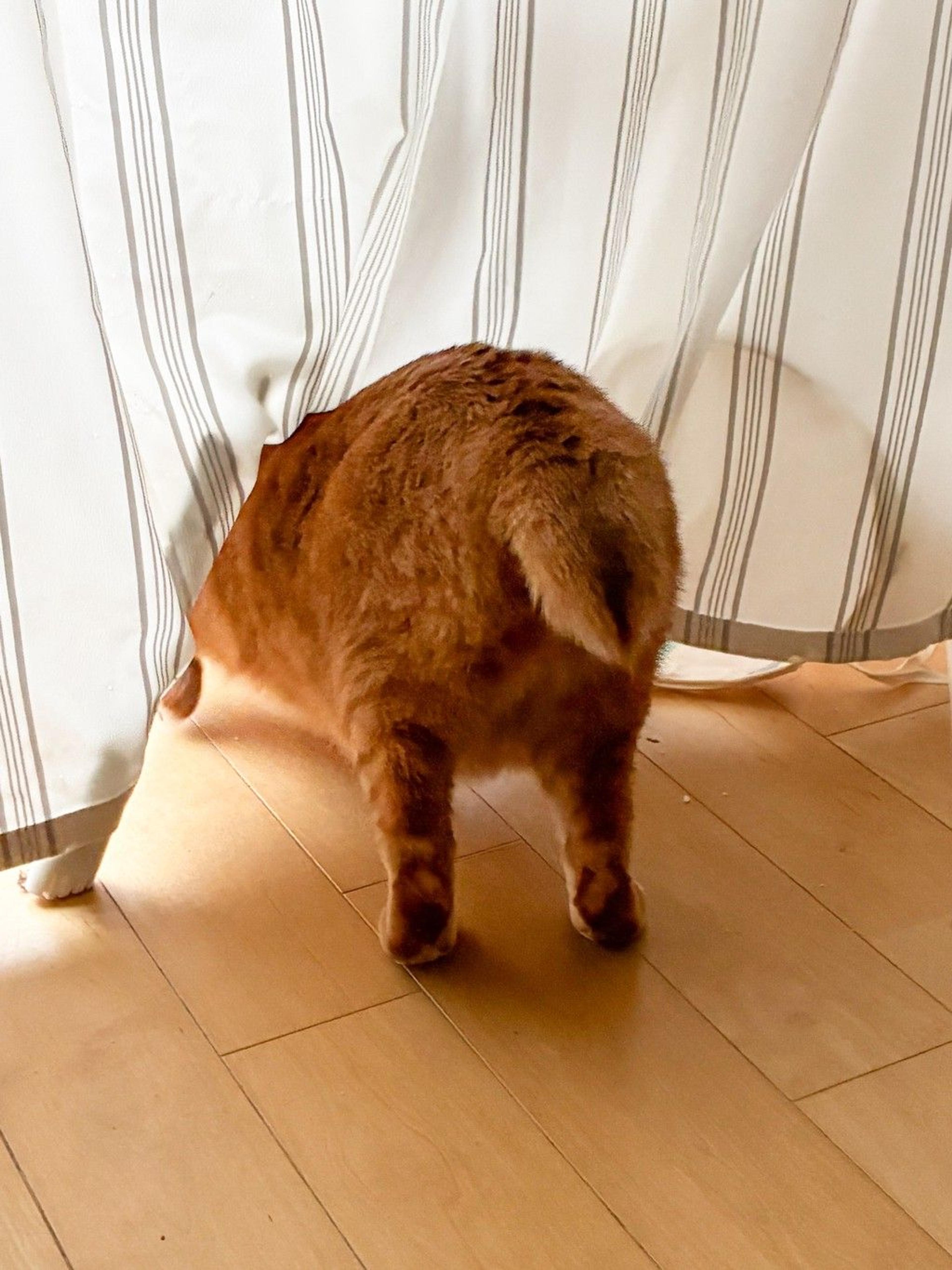 pet-image-8