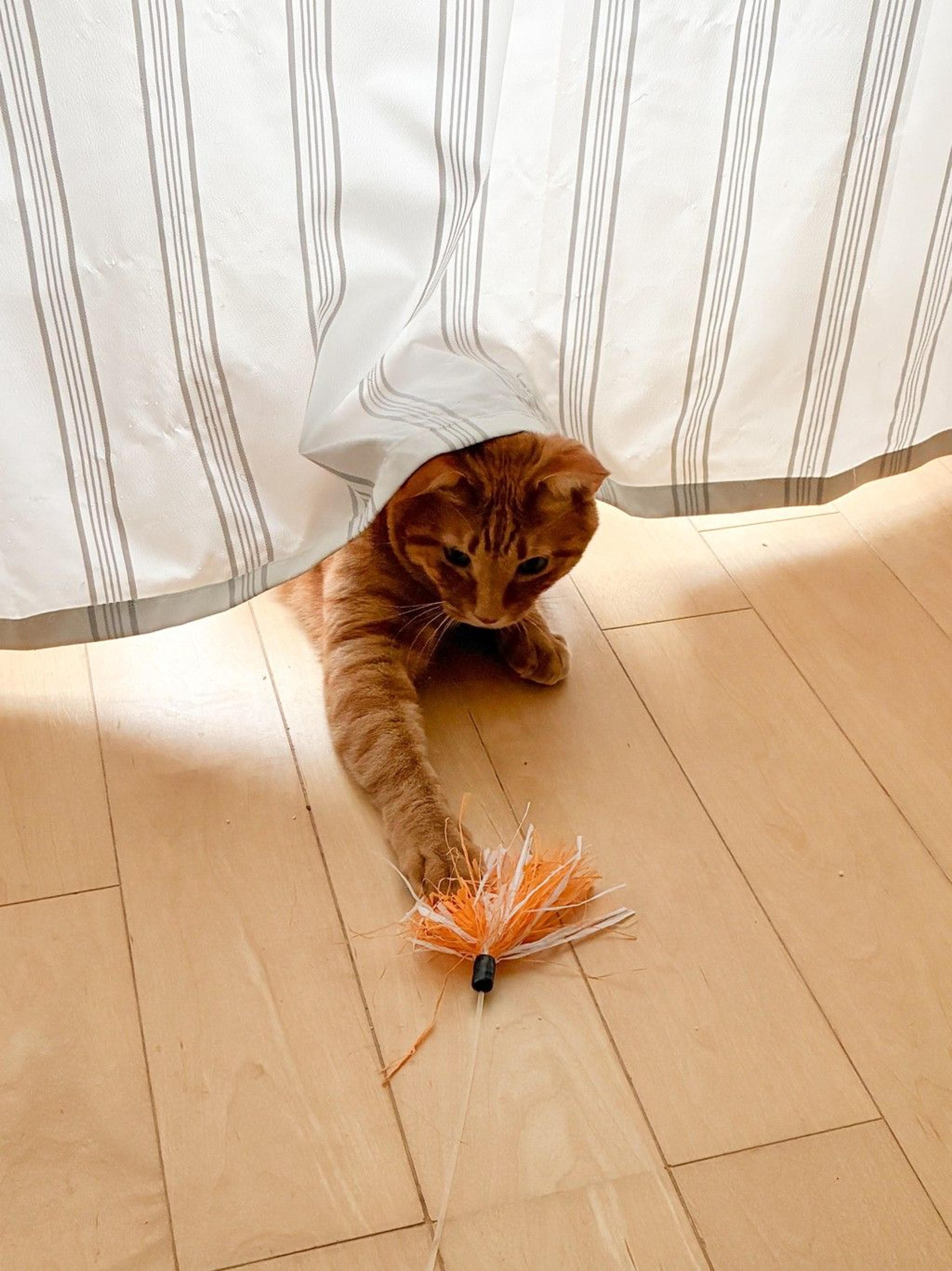 pet-image-9