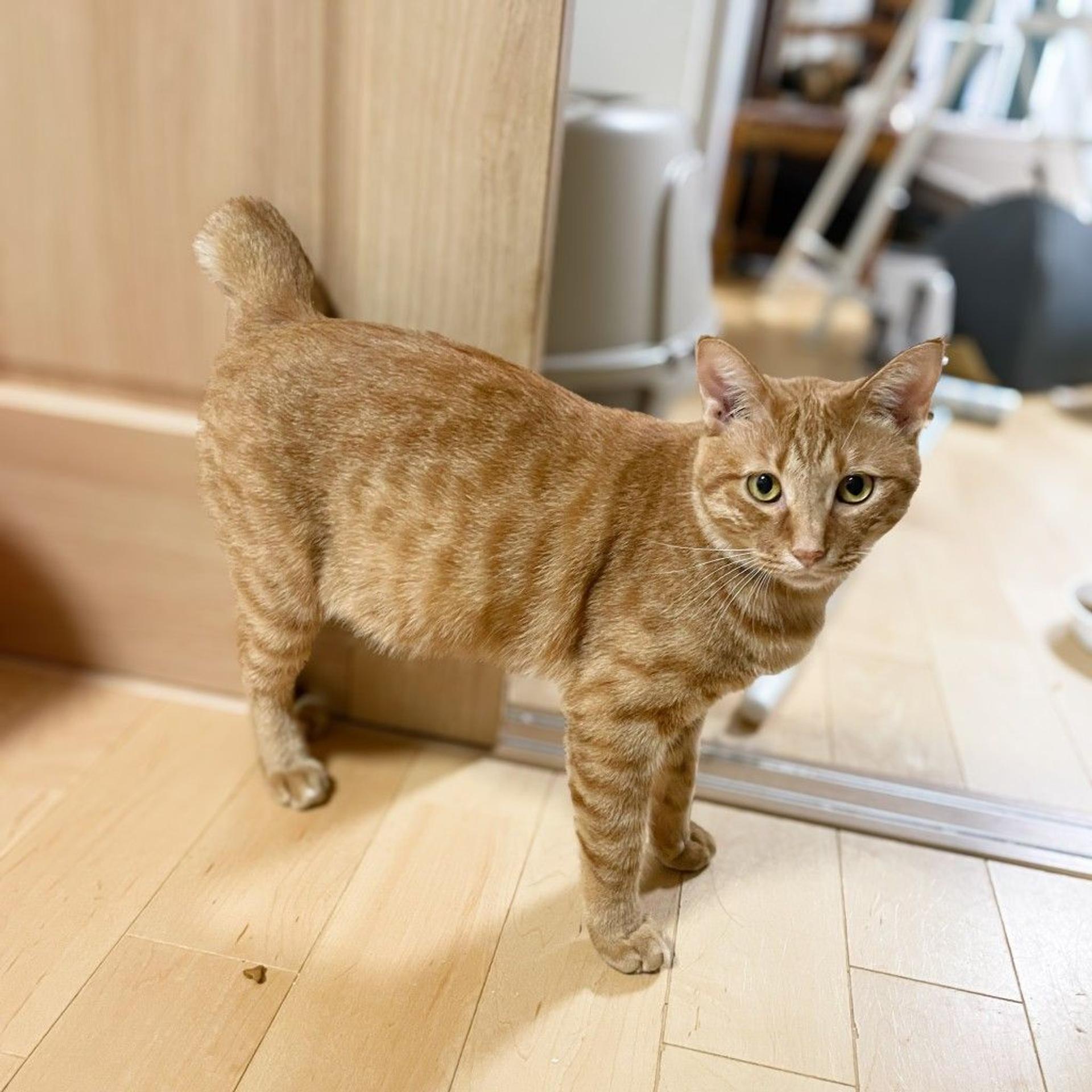 pet-image-6
