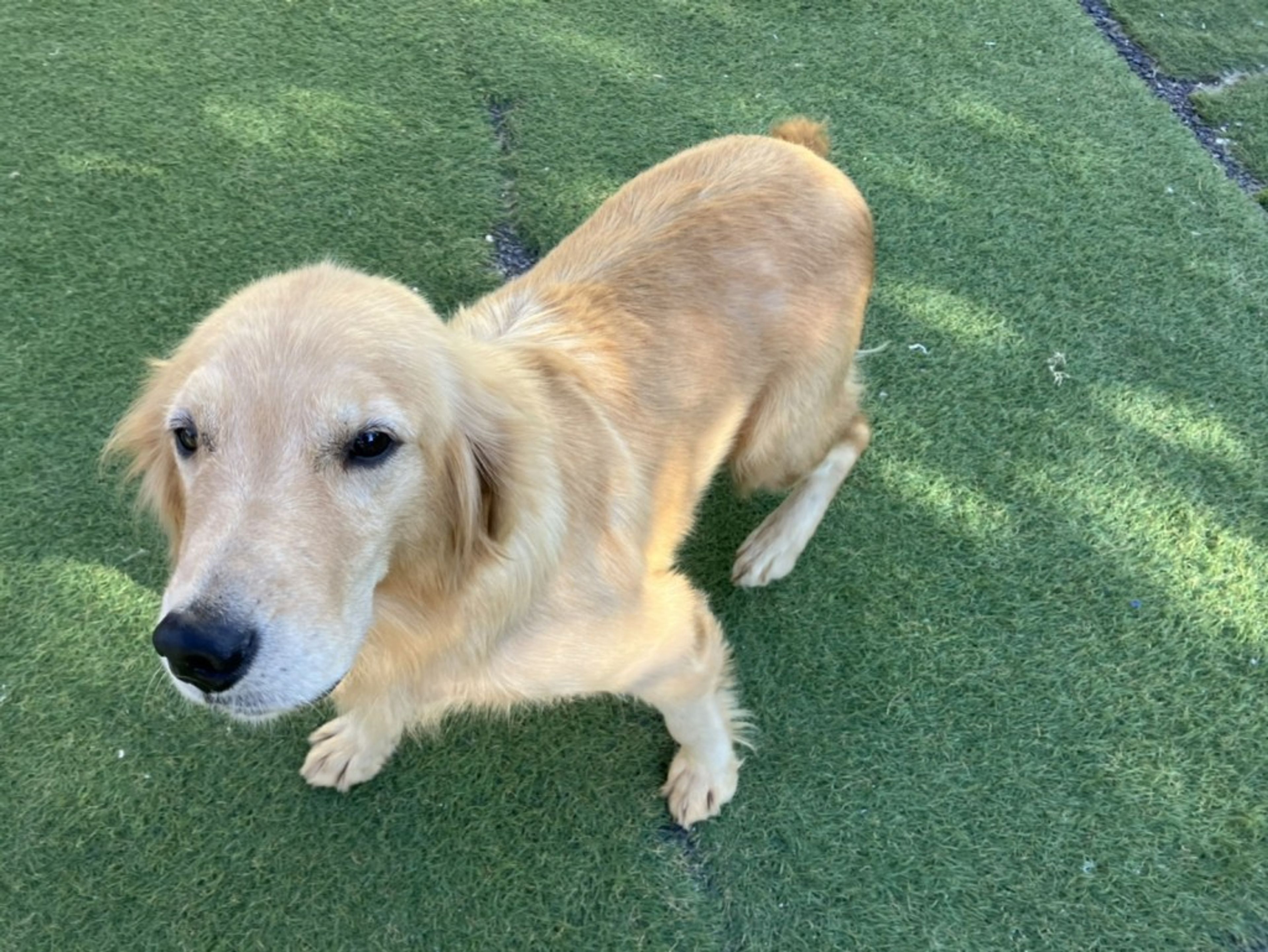 pet-image-4