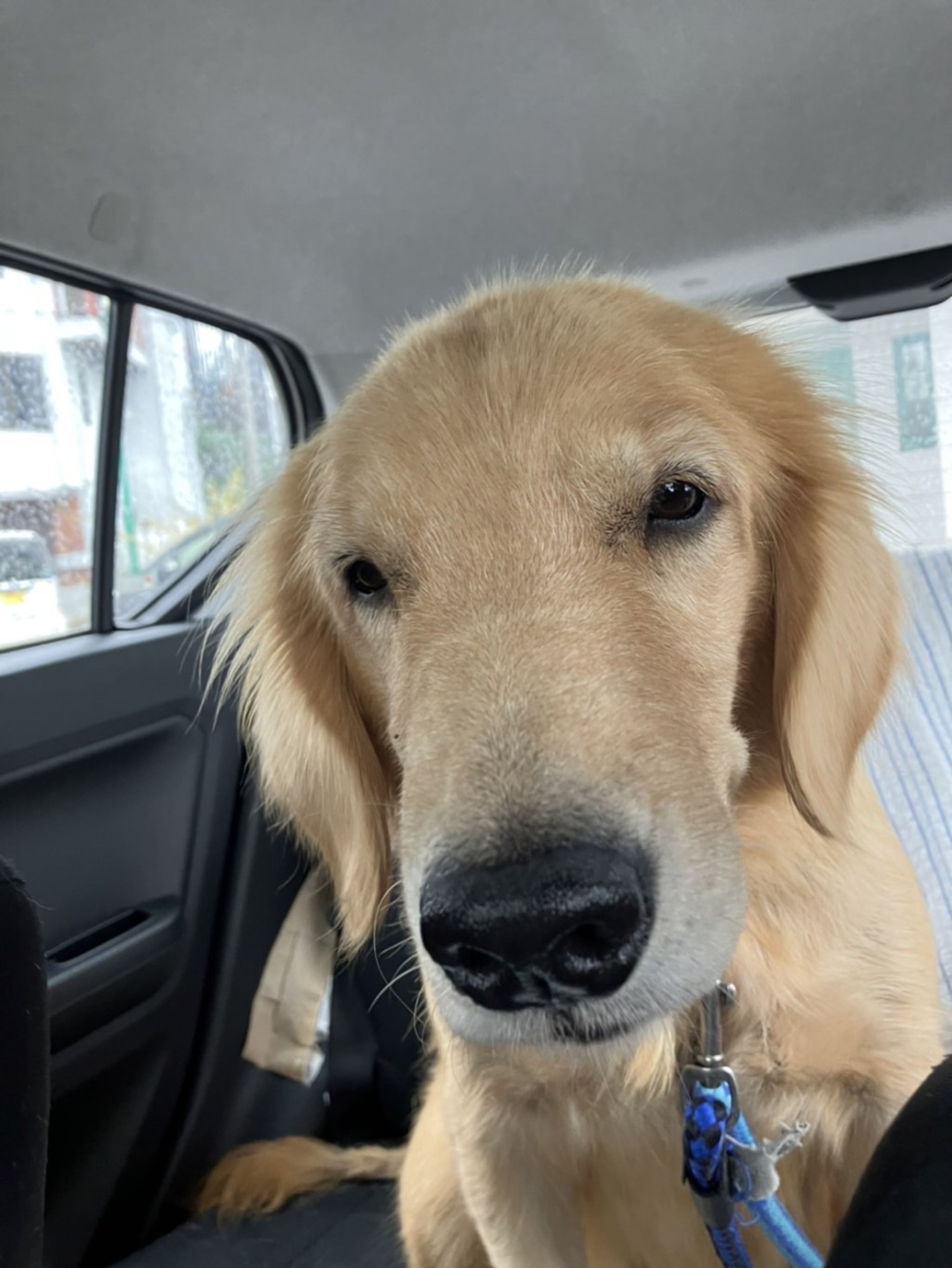 pet-image-5