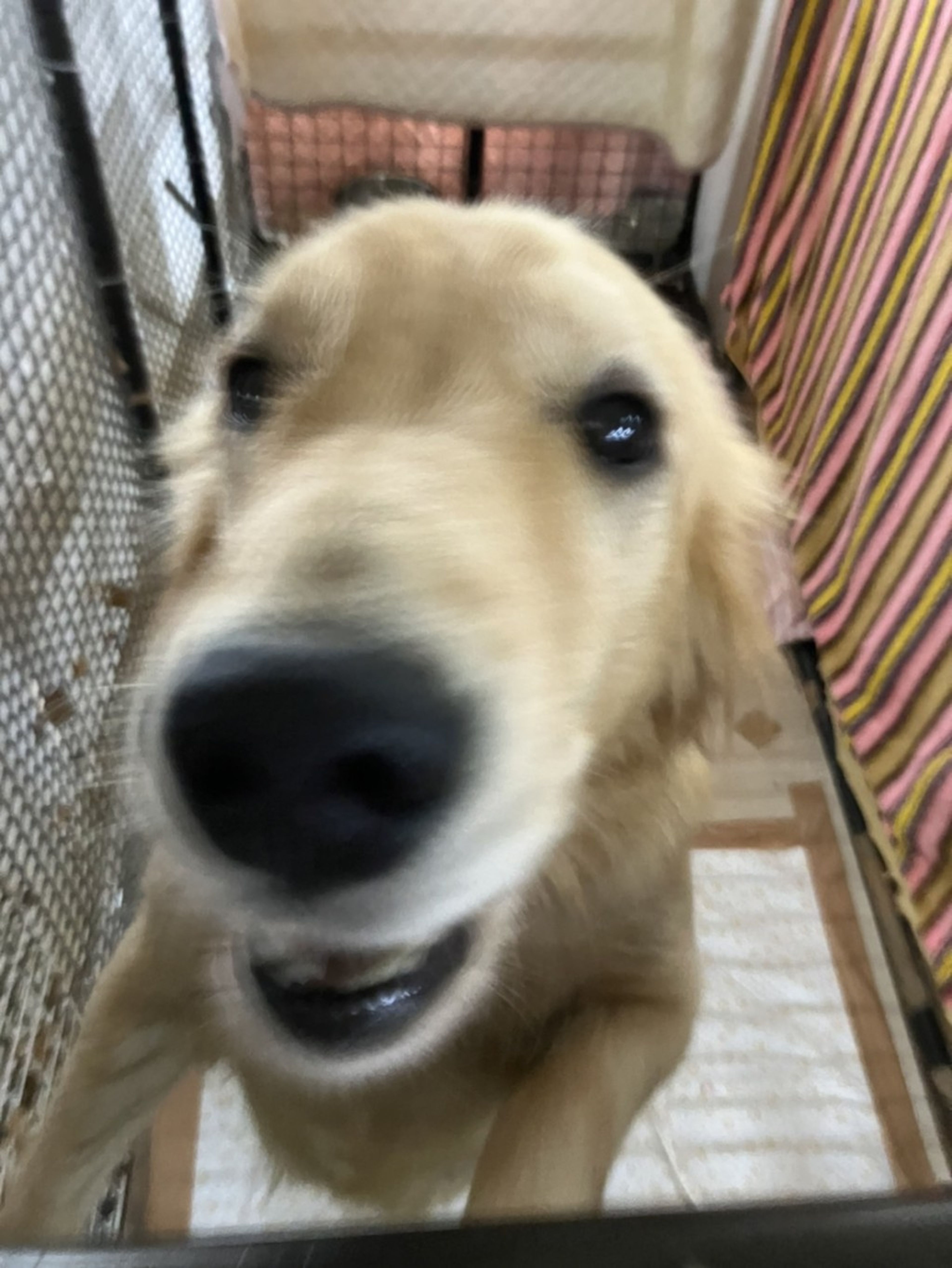 pet-image-6