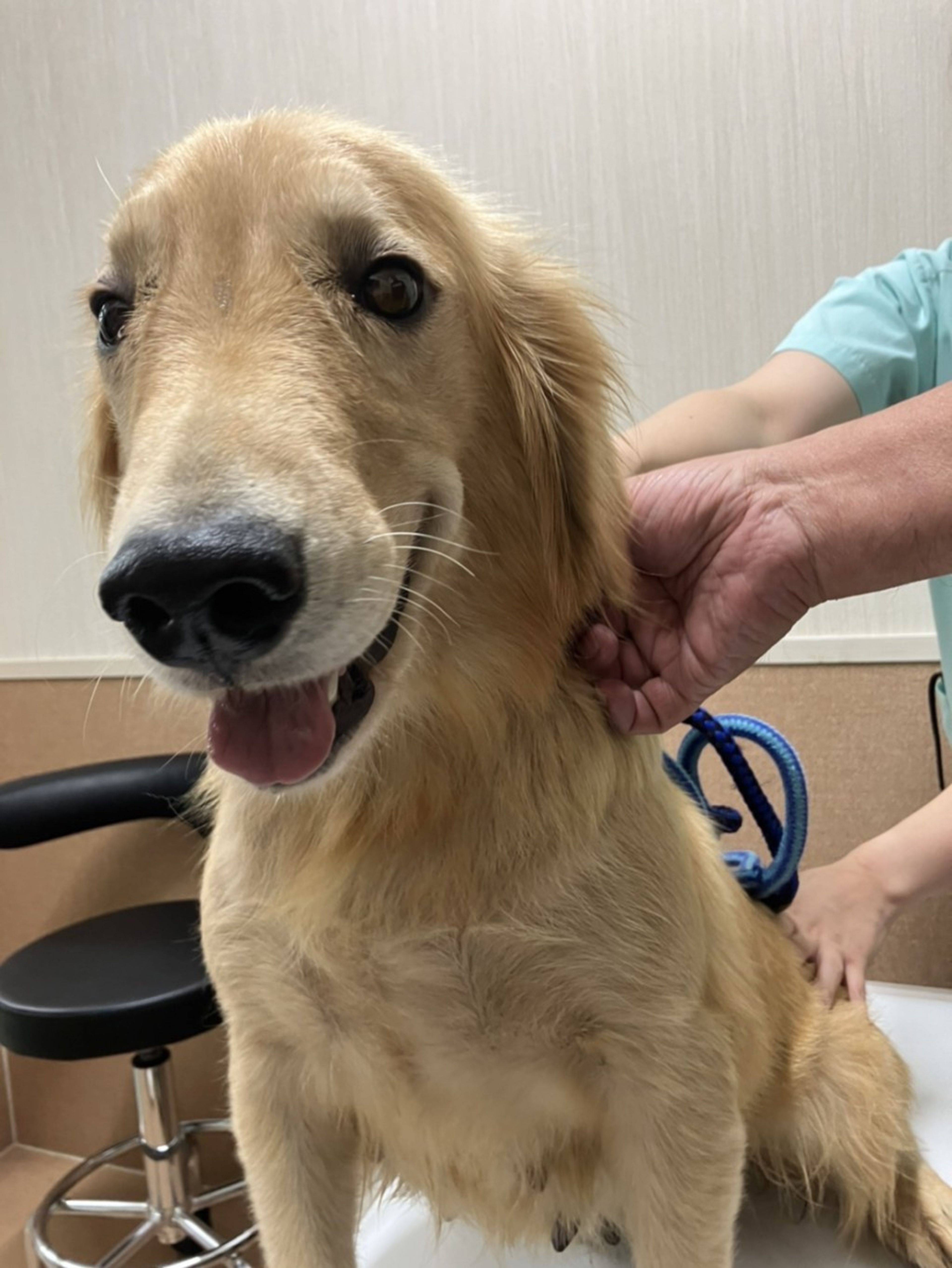 pet-image-3